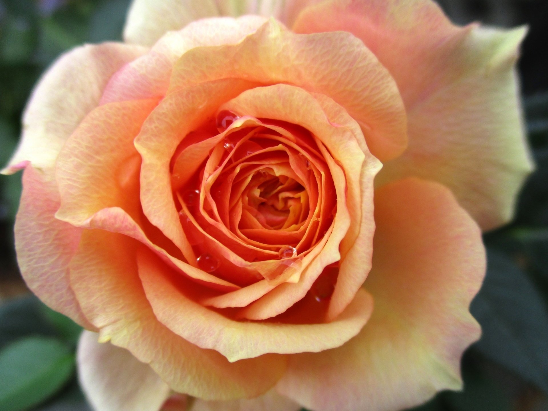 薔薇の花は薄紅く咲く 全16巻セット 61Ic80EbuhL._UF1000,1000_QL80_.jpg