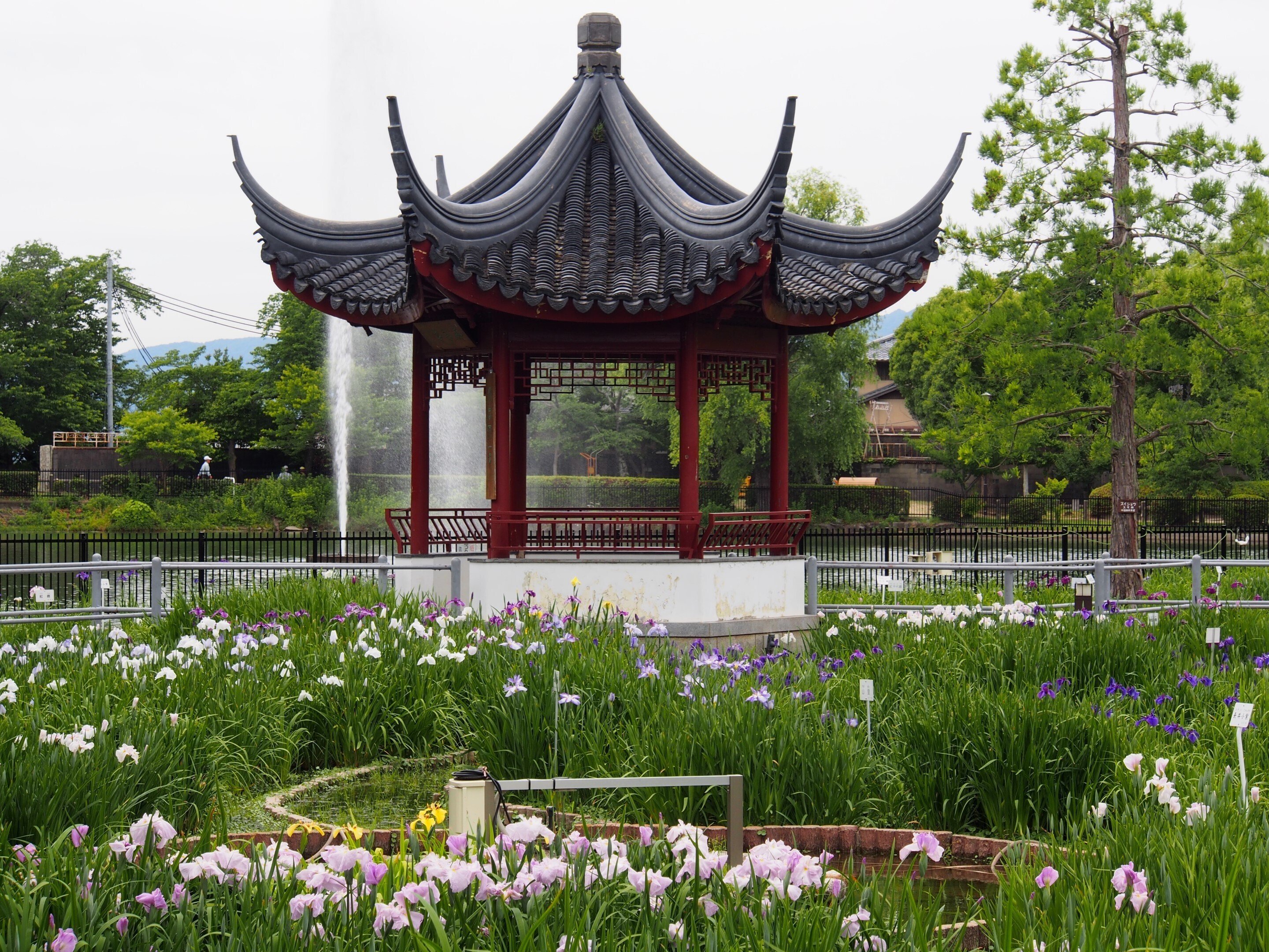 池田市 水月公園2024年5月30日【花しょうぶ】｜レタス