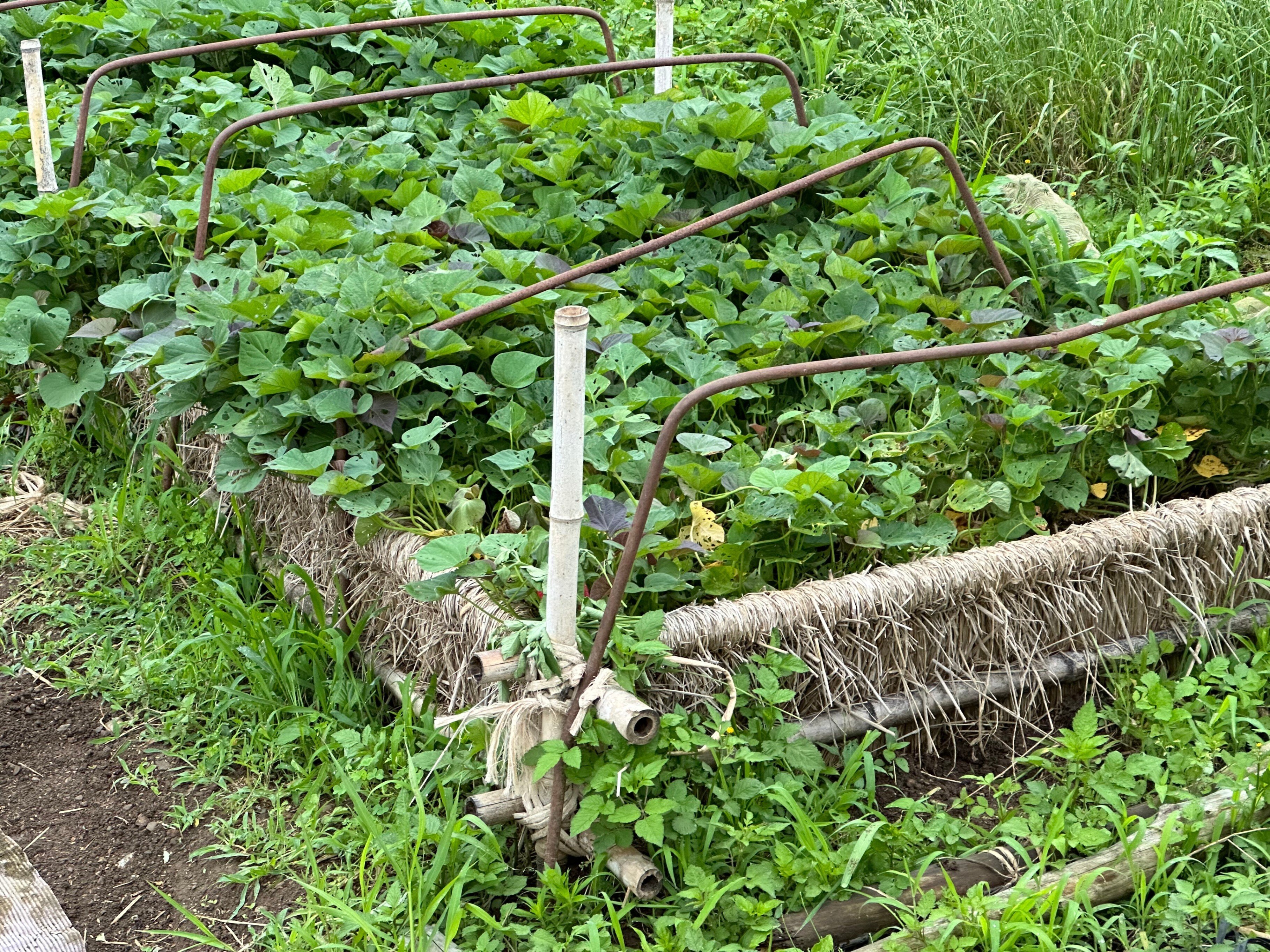 ターちゃん様専用 さつまいもの苗 シルクスイート300本 【てしまの苗