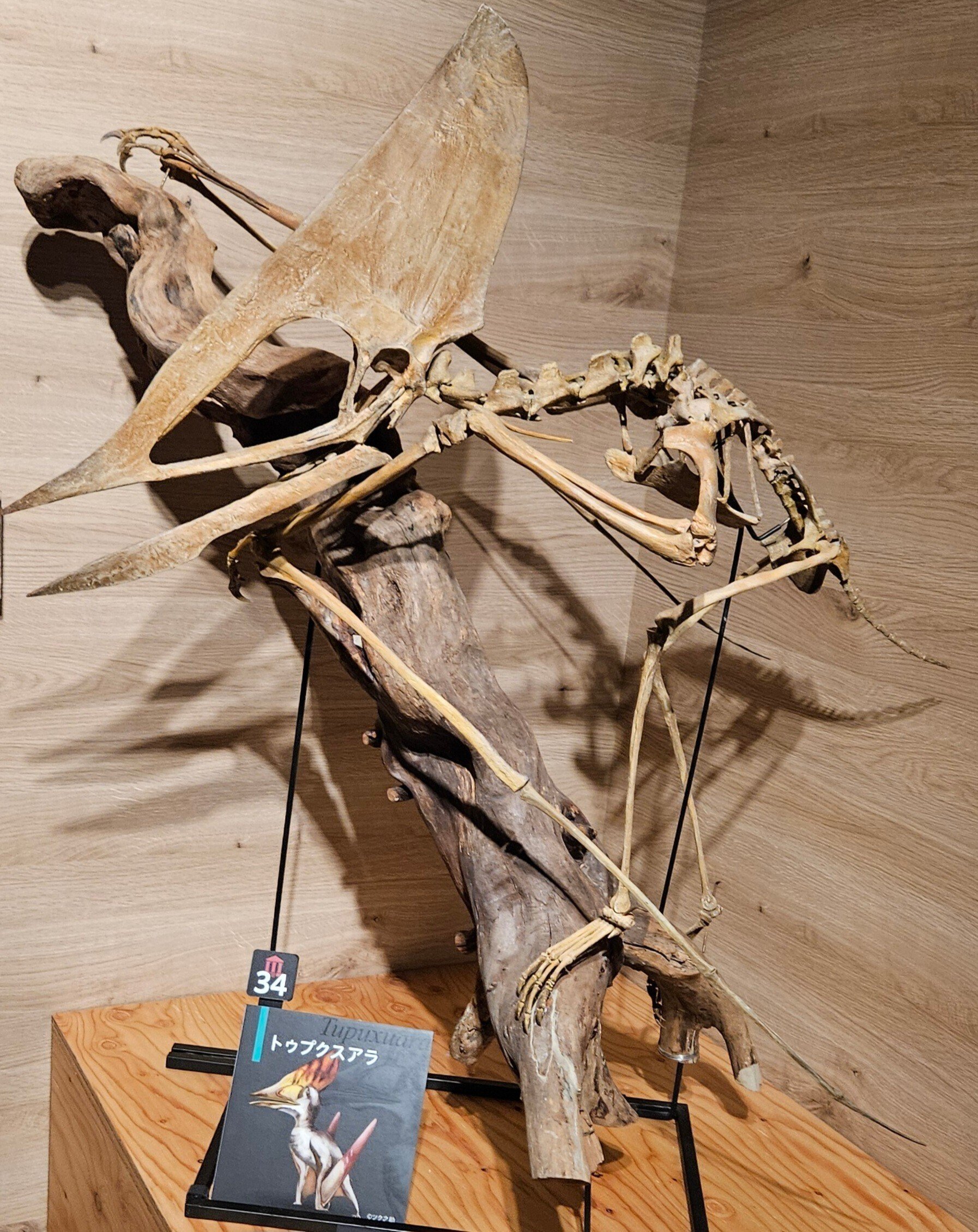 パーツ i 巨大翼竜の骨 73052 プテラノドン（またはニクトサウルス） 恐竜時代の