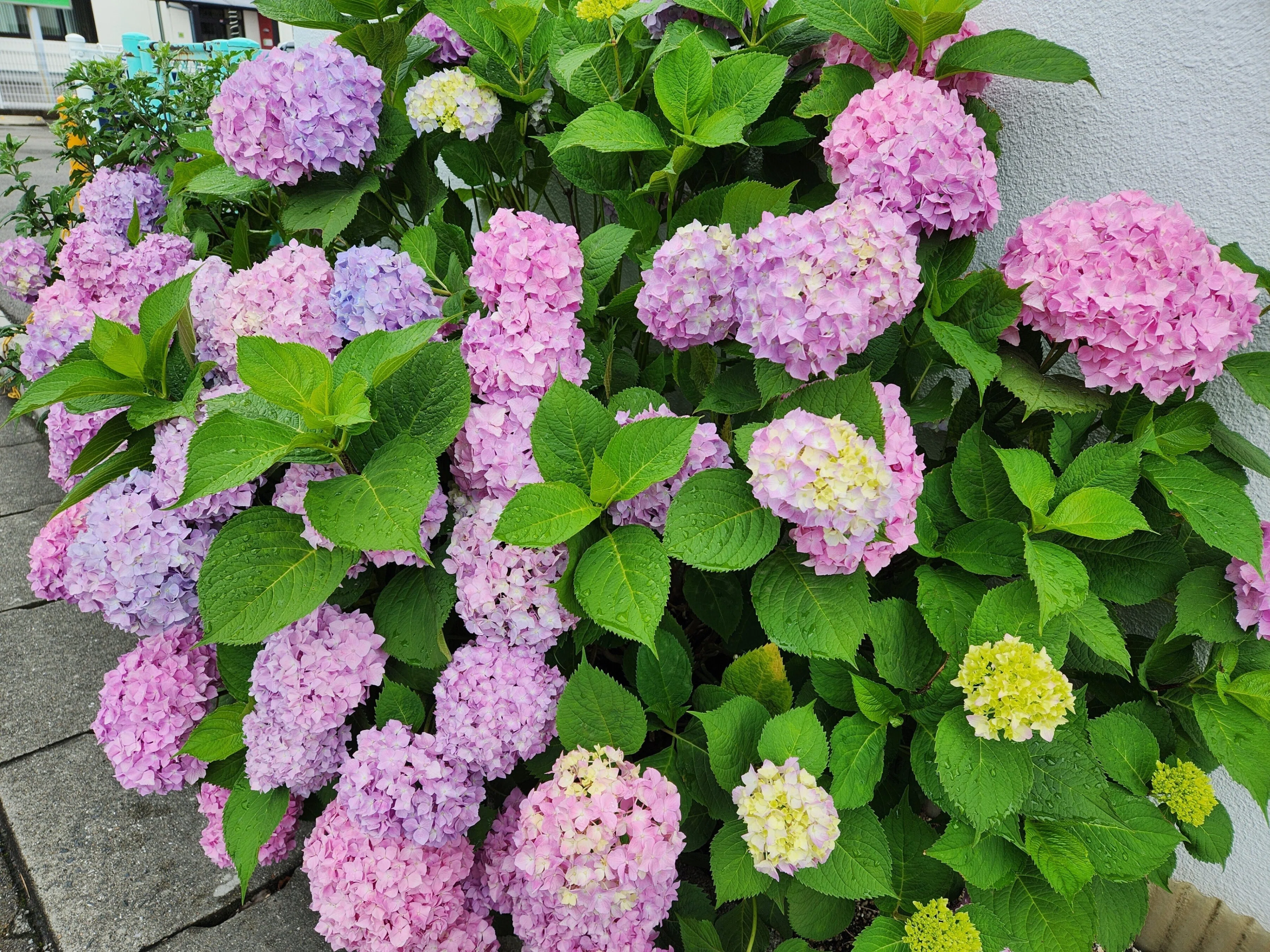 紫陽花のおすそ分けに感謝｜山田幸子フリーアナウンサー