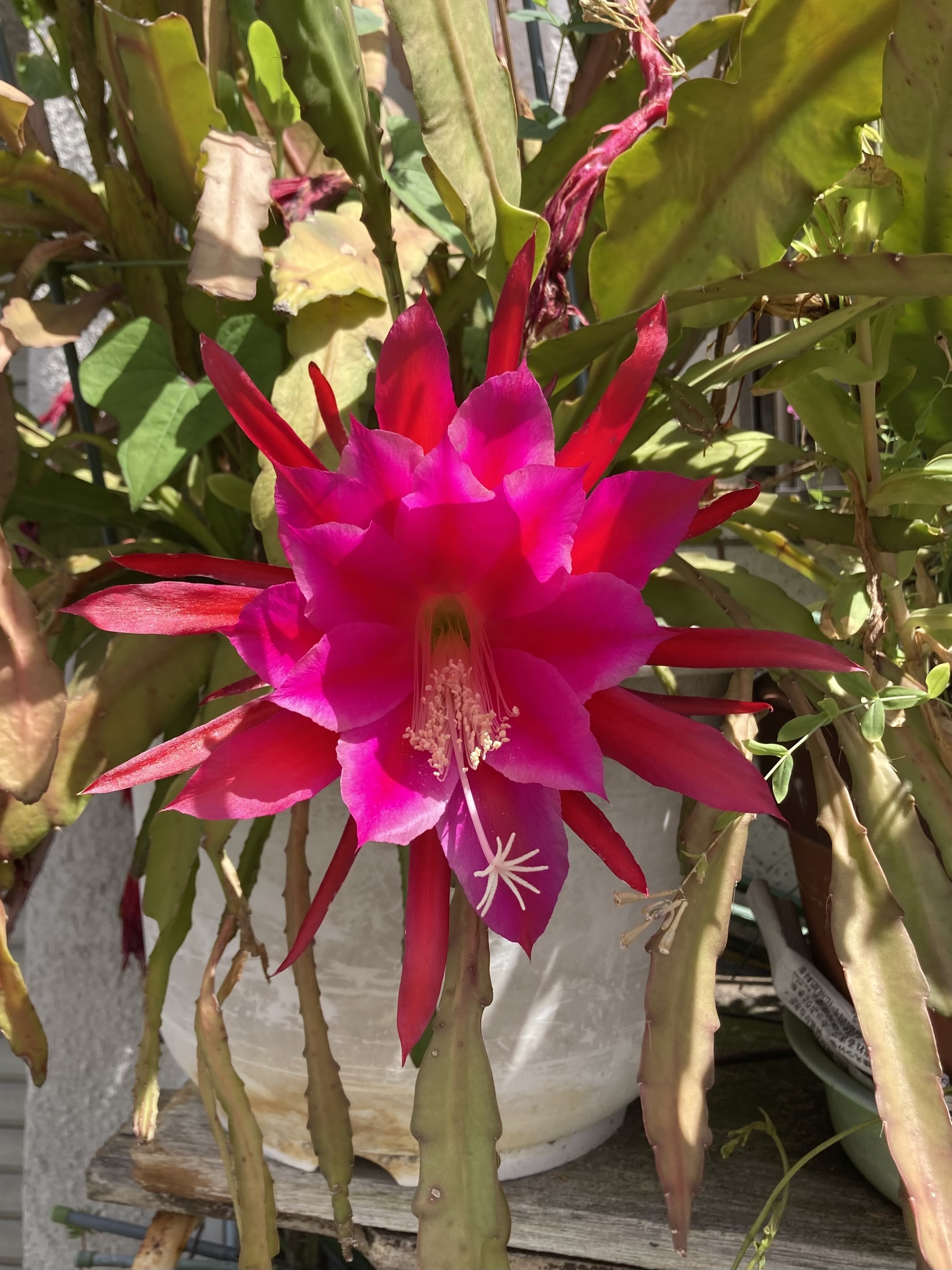 タイトル通り美しいピンクの月下美人｜toshiwa??