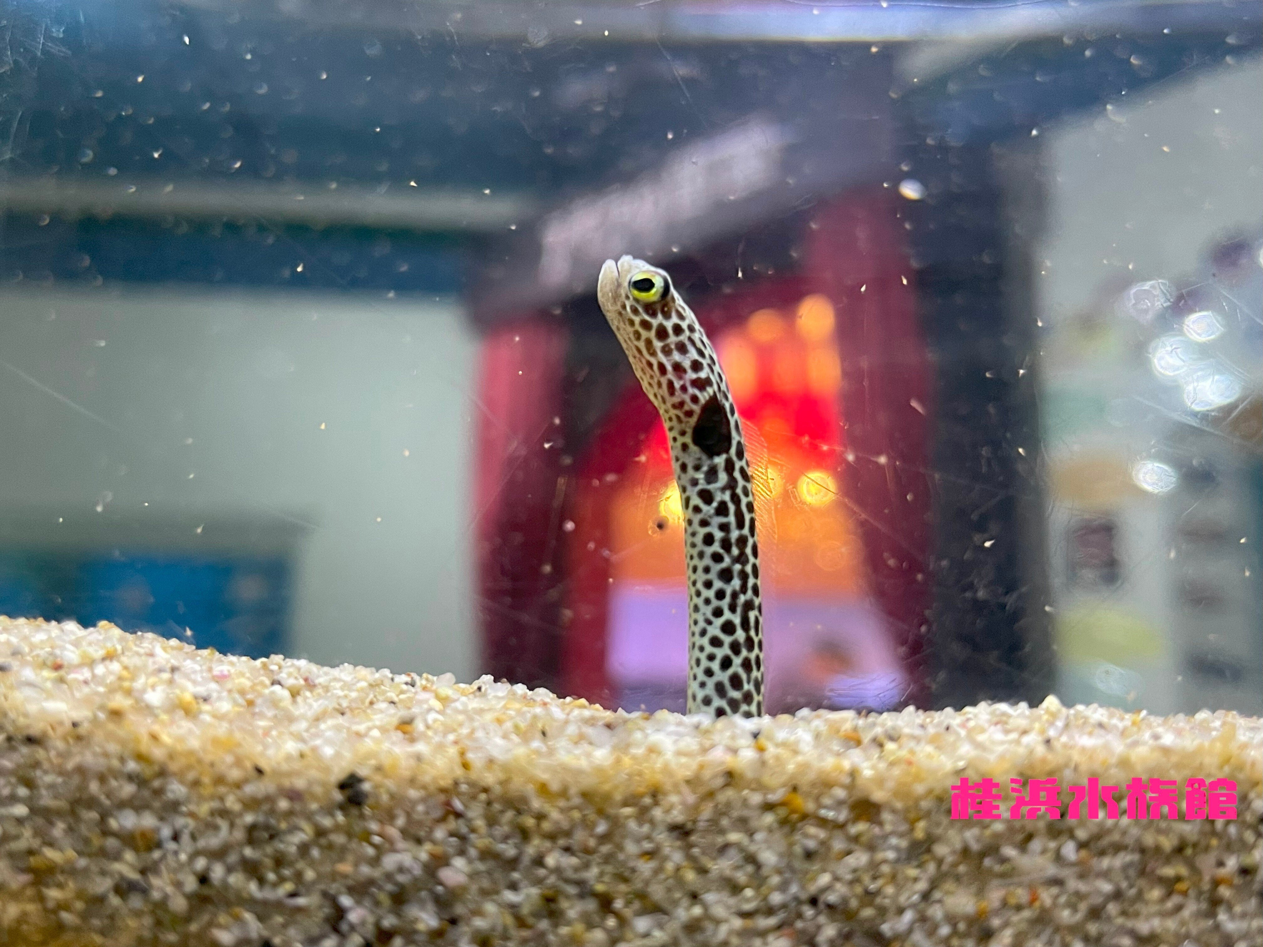 チンアナゴ いきもの語り】すみだ水族館のチンアナゴ ゆるく賢く、表情豊かな