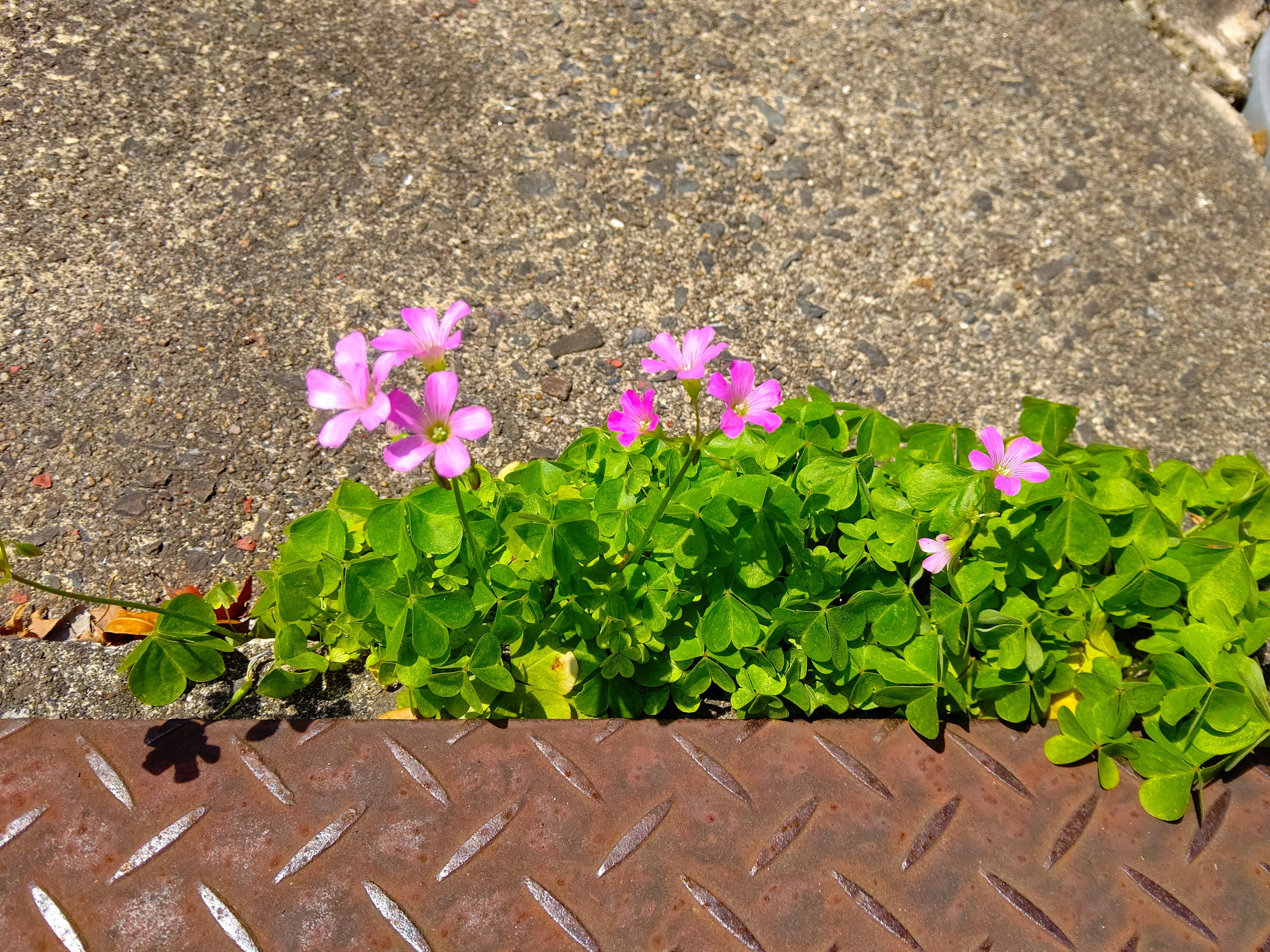 よく見ると違うのよ、わたしたち【ムラサキカタバミ、イモカタバミ