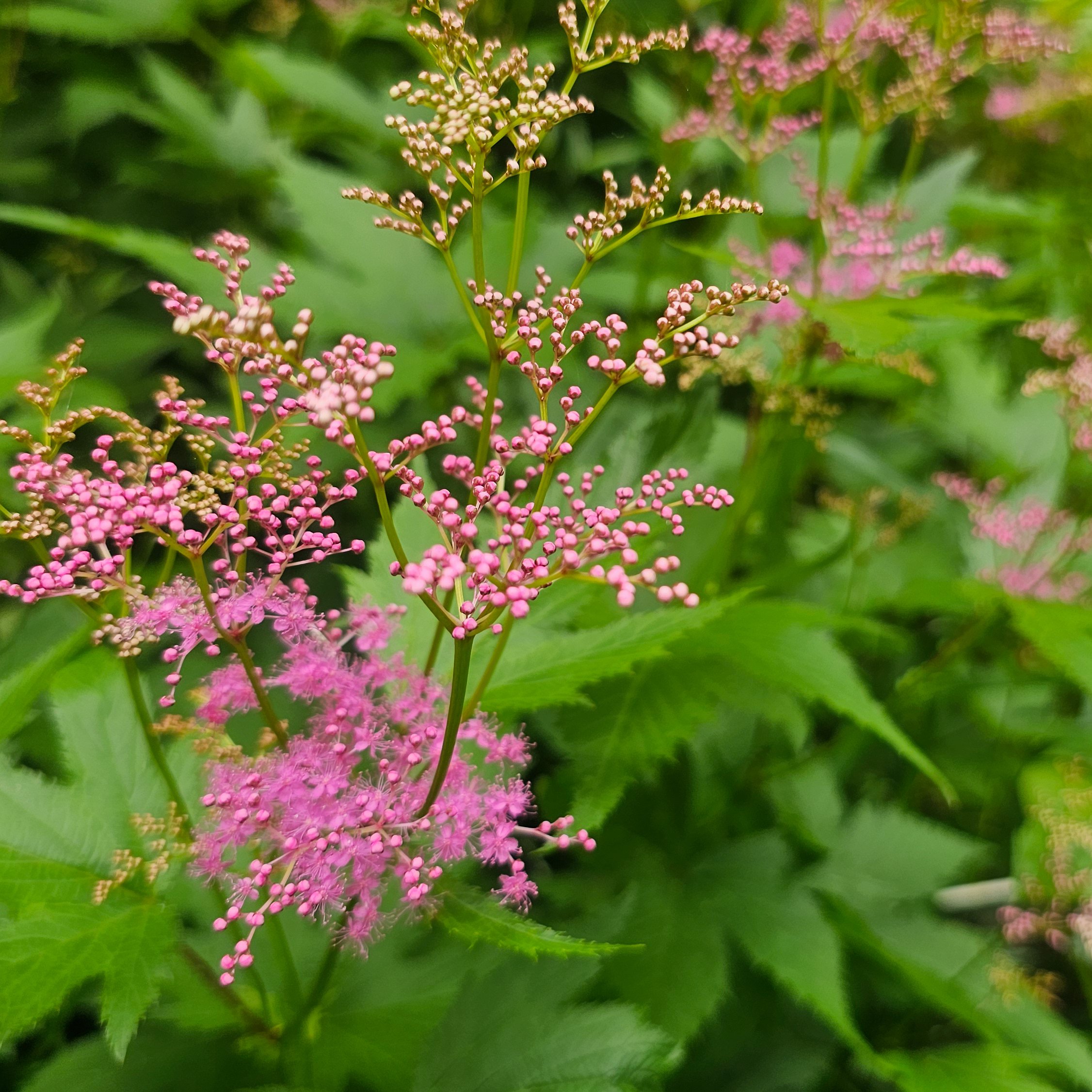 山野草のエキ、6月｜ふみぞう