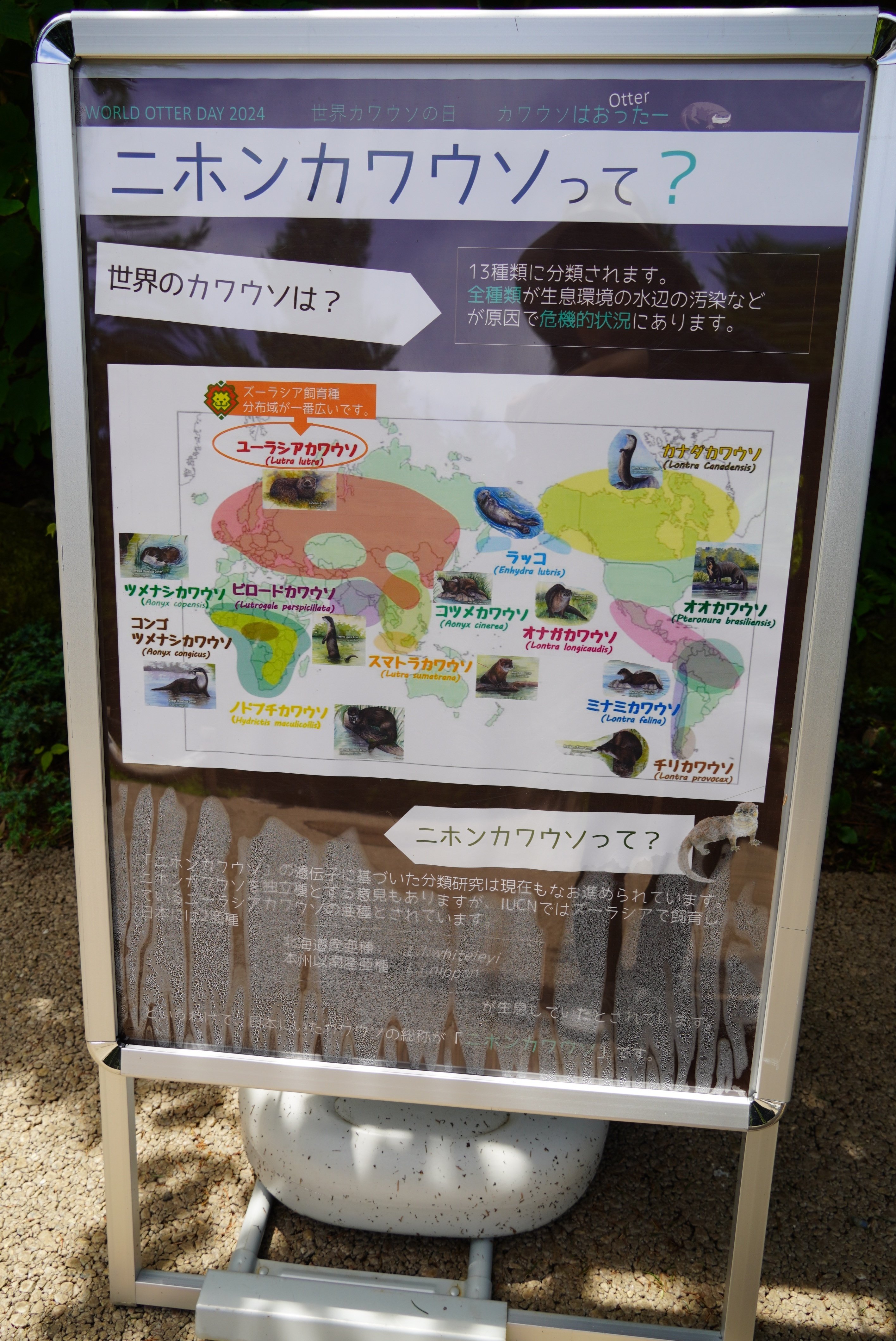 よこはま動物園ズーラシア①2024年5月29日｜うそそ（カワウソファンの