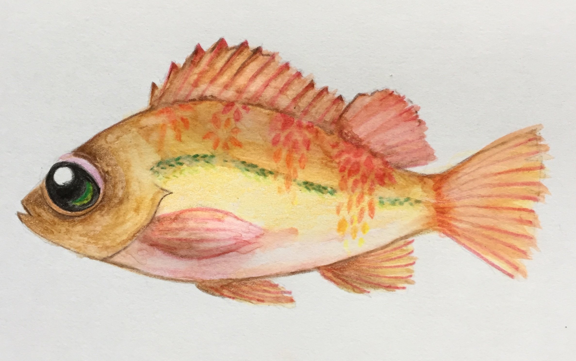 めばる, 水彩, 描かれた, 魚 めばる, 水彩, 描かれた, 魚 めばる, 水彩, 描かれた, 魚