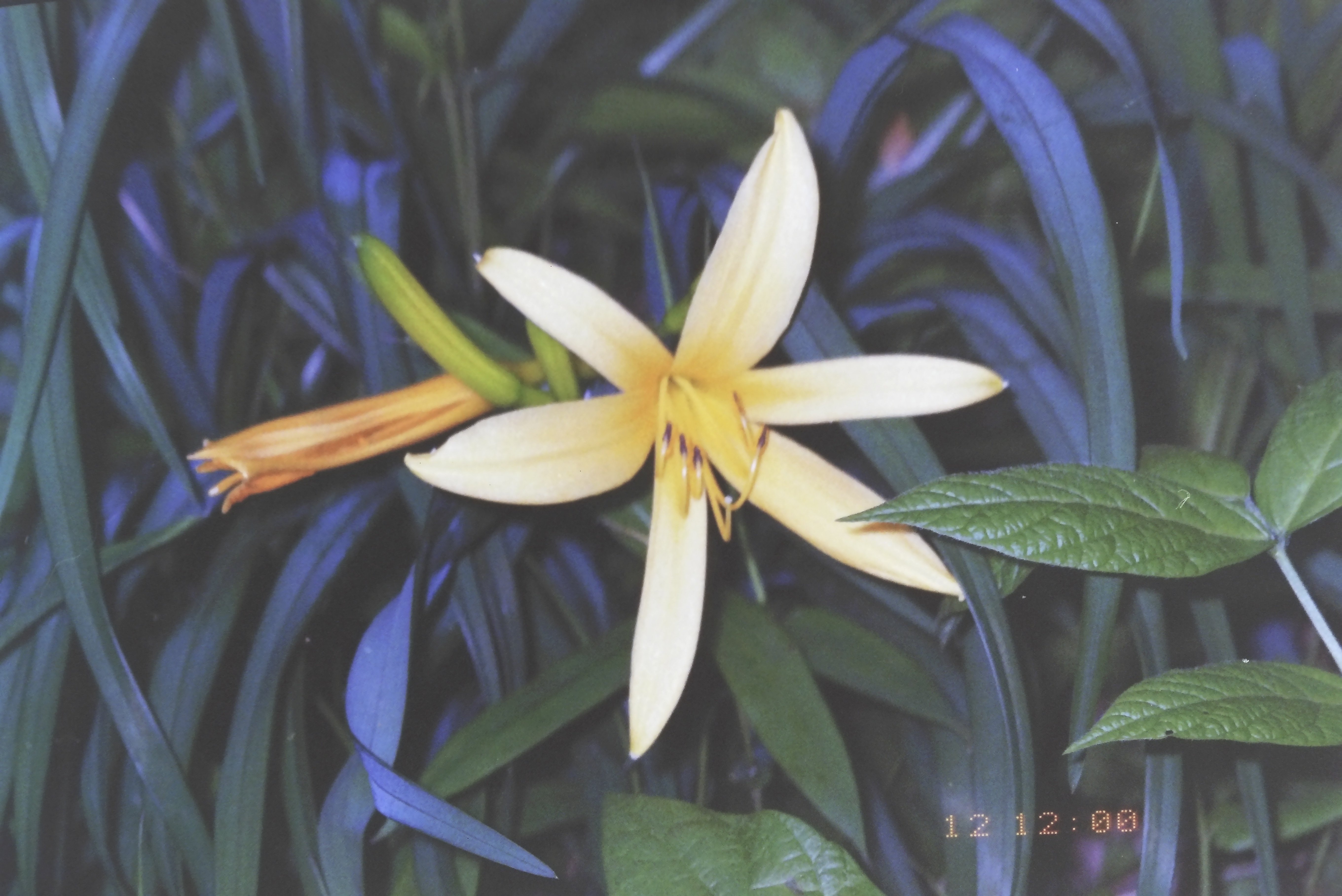 【動作確認ＯＫ】FUJIFilm　SILVI1300 完動品】FUJIFILM Silvi 1600 フィルムカメラ 動作確認済み