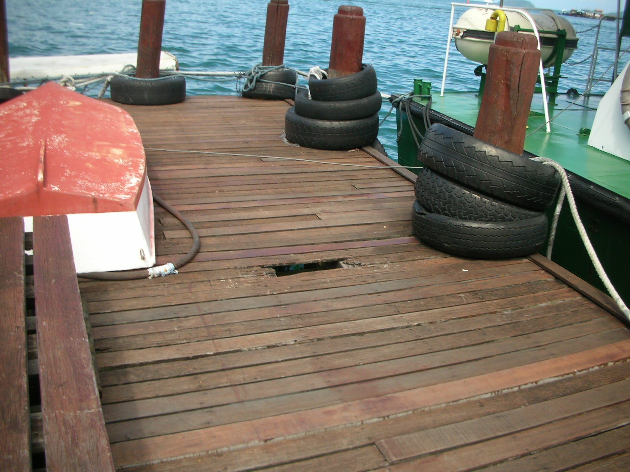 【1ペア】アケロンアゲハ（ボルネオ島産） 2008年、マレーシアのボルネオ島のコタキナバルでみたビリアン【ウリン