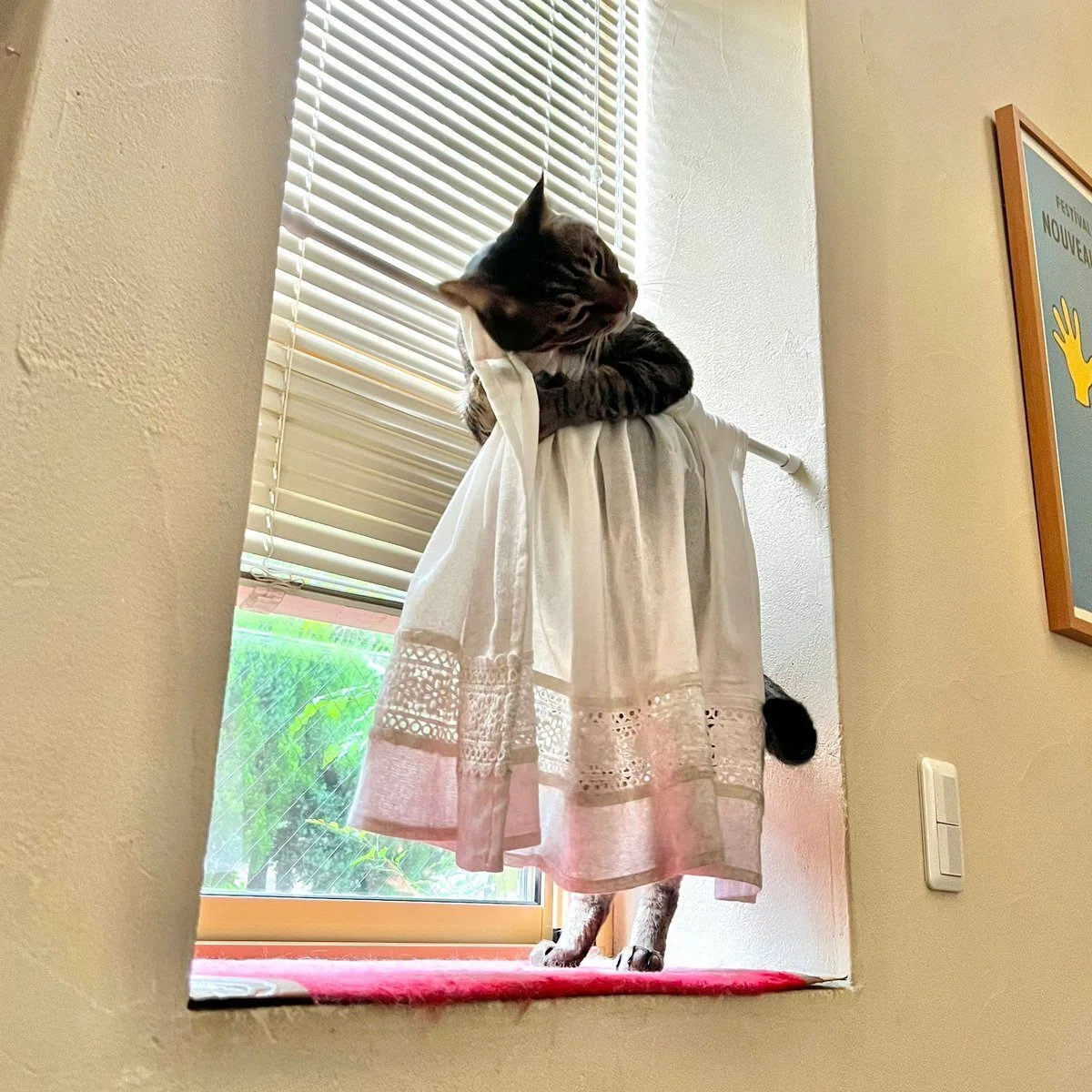 ネコ好きかよちゃん いや乙女かよ」カーテンに抱きつく猫のカワイイ姿に24万”いいね”の大