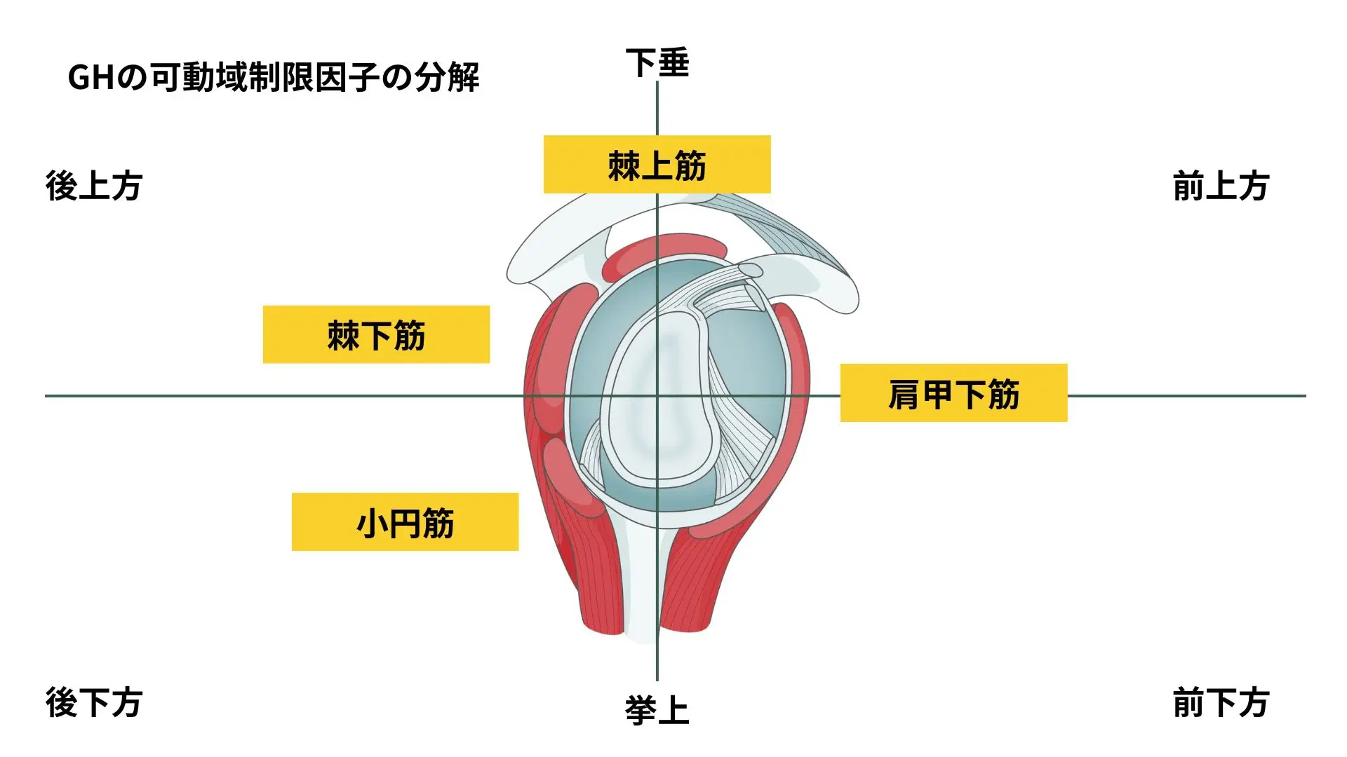 肩関節可動域制限の臨床的思考｜PADDLEピラティス代表：渡辺しんご