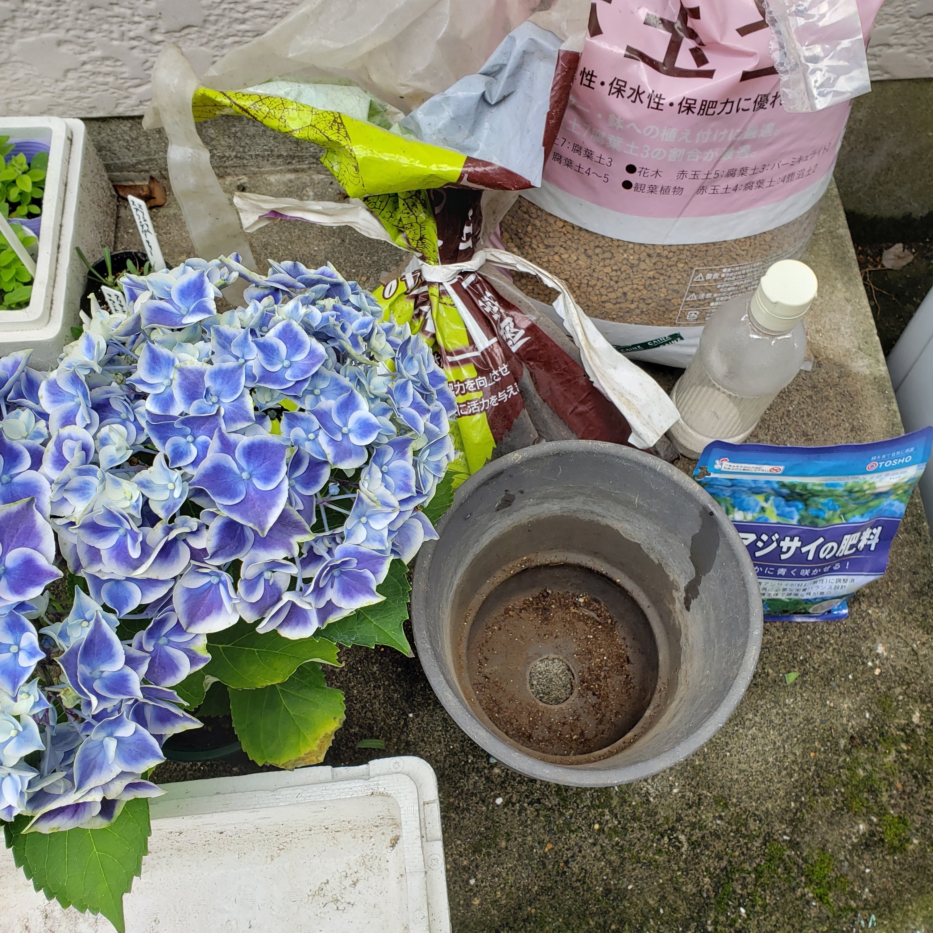 アジサイ様専用 あじさい様専用 あじさい様専用ページ (ちゃむ) 花の