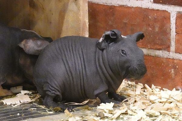 スキニーギニアピッグ図鑑 Skiney Guinea Pig｜M_ayumi