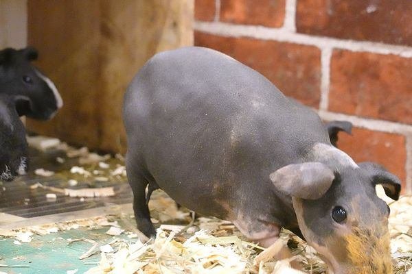 スキニーギニアピッグ図鑑 Skiney Guinea Pig｜M_ayumi
