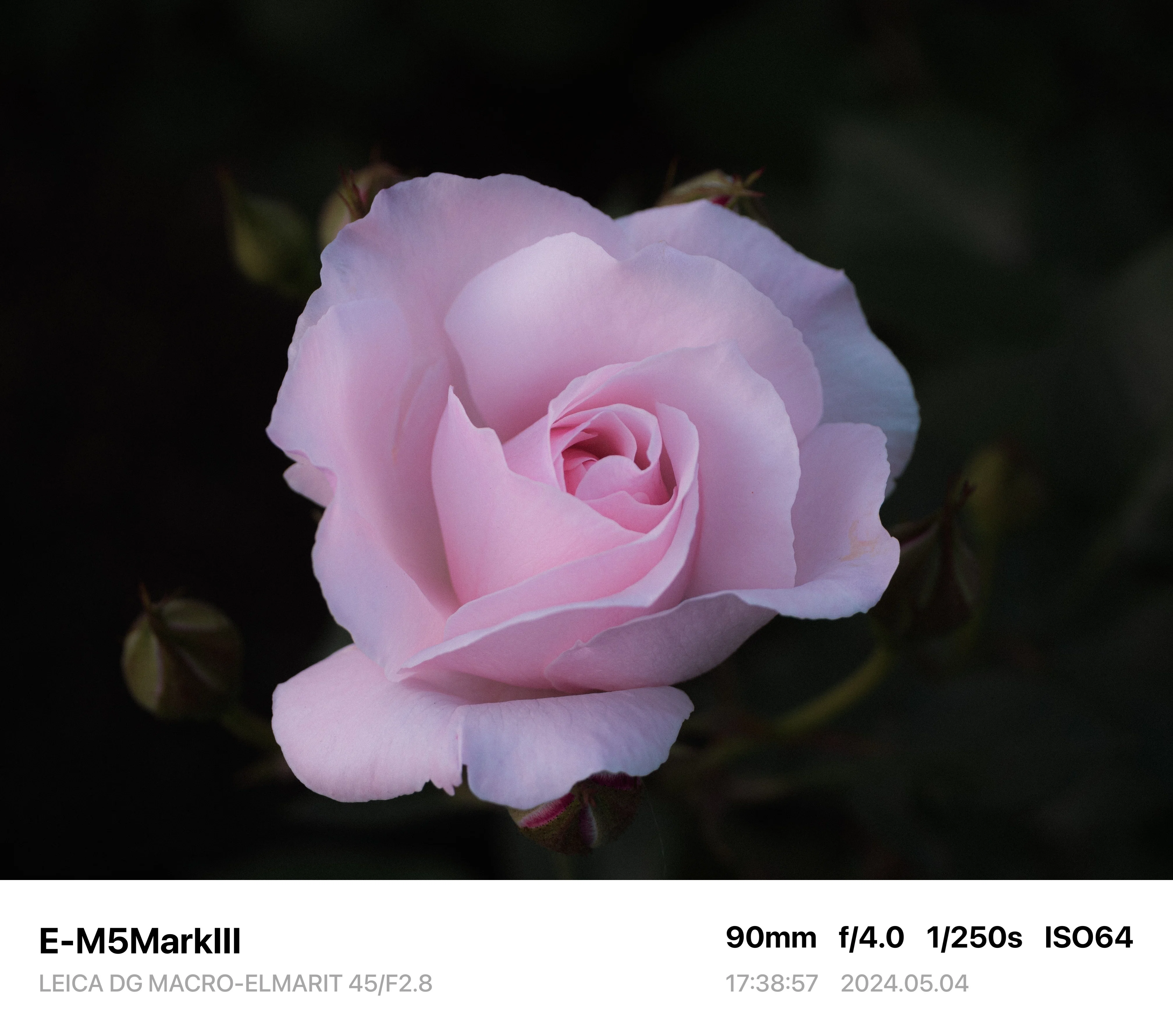 Photo Diary #2 -LEICA DG MACRO-ELMARIT 45/F2.8-｜唯野みりん