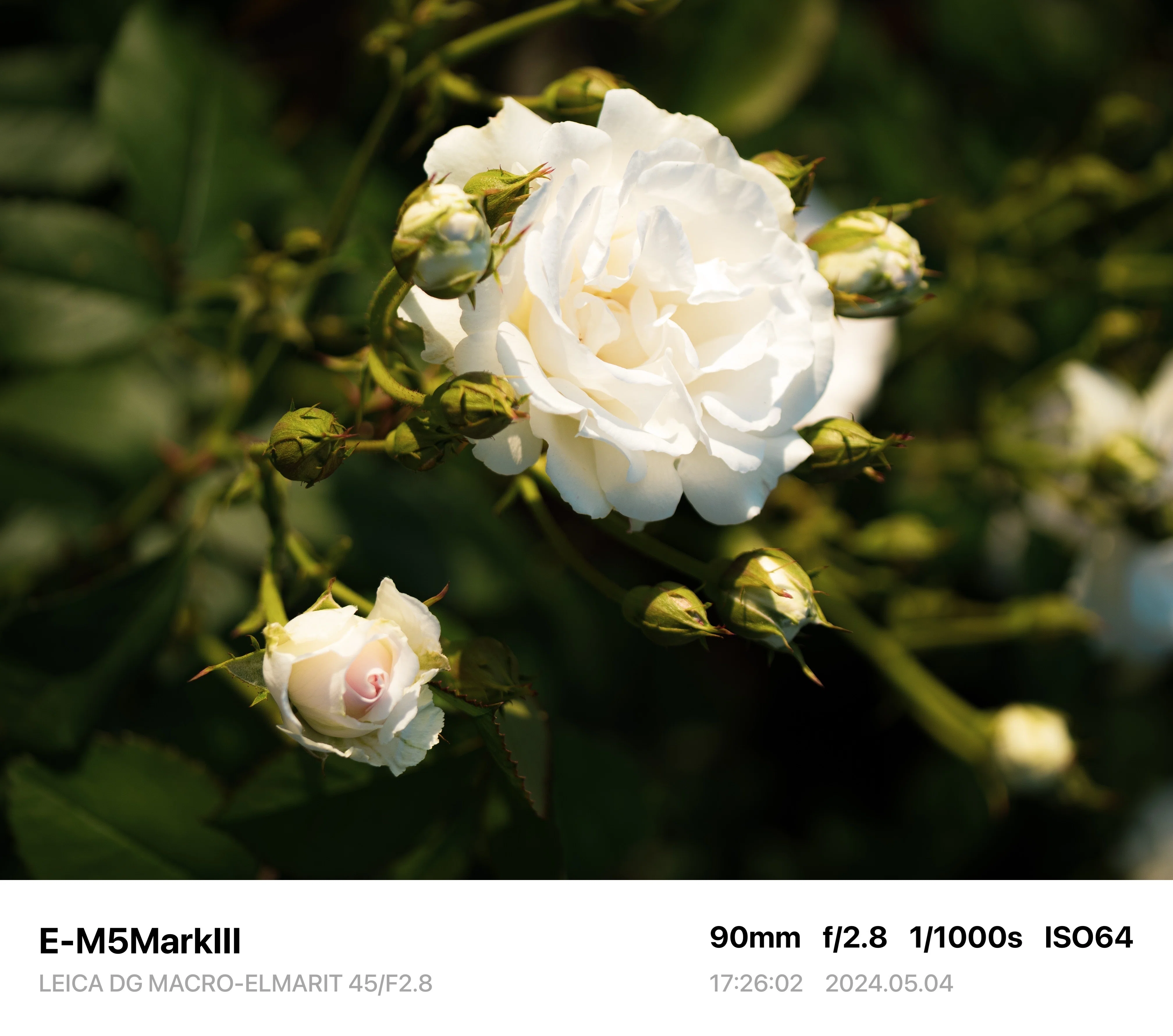 Photo Diary #2 -LEICA DG MACRO-ELMARIT 45/F2.8-｜唯野みりん