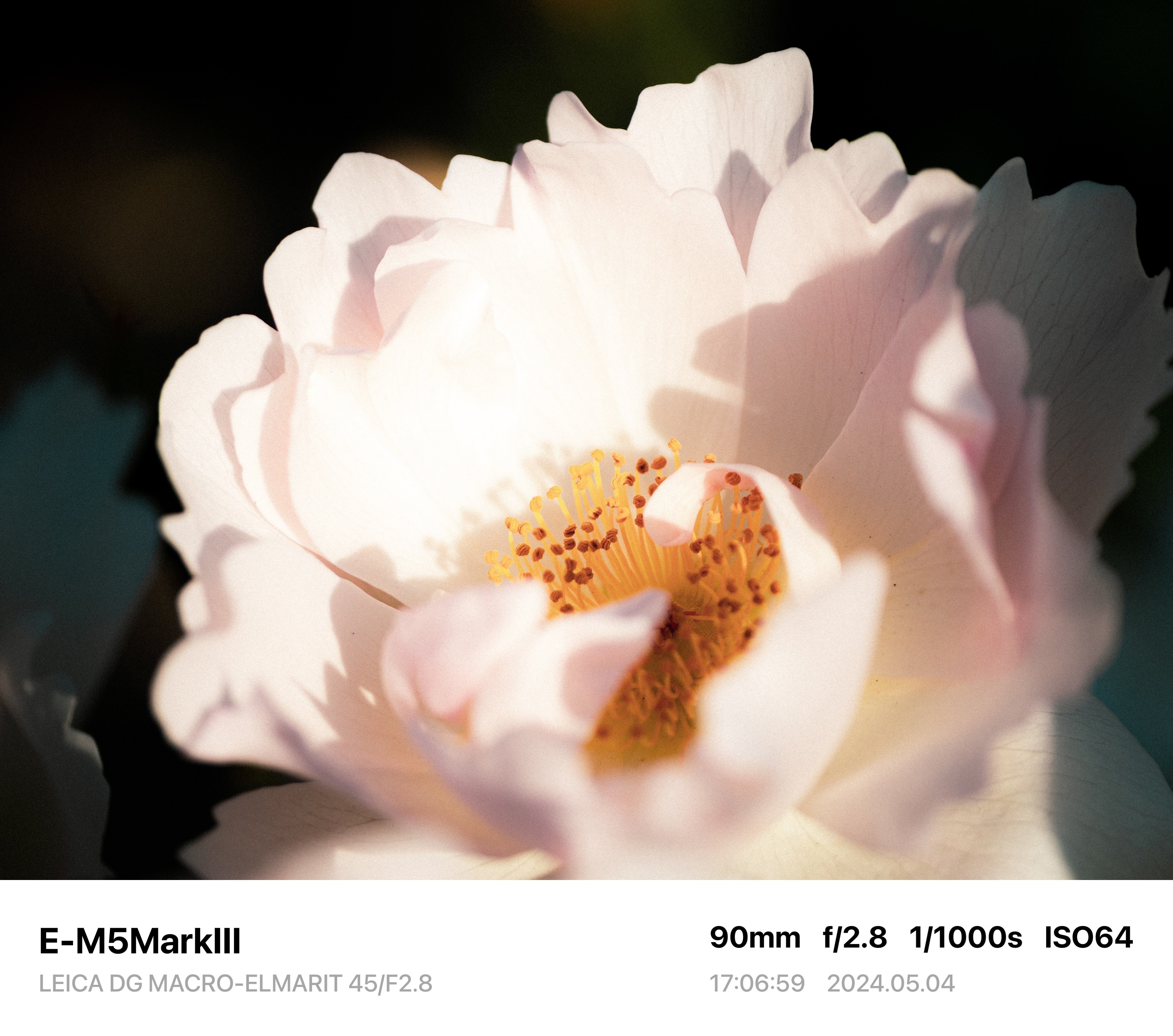 【ジャンク】DG MACRO ELMALIT 45/2.8 マイクロフォーサーズ ジャンク】DG MACRO ELMALIT 45/2.8 マイクロフォーサーズ