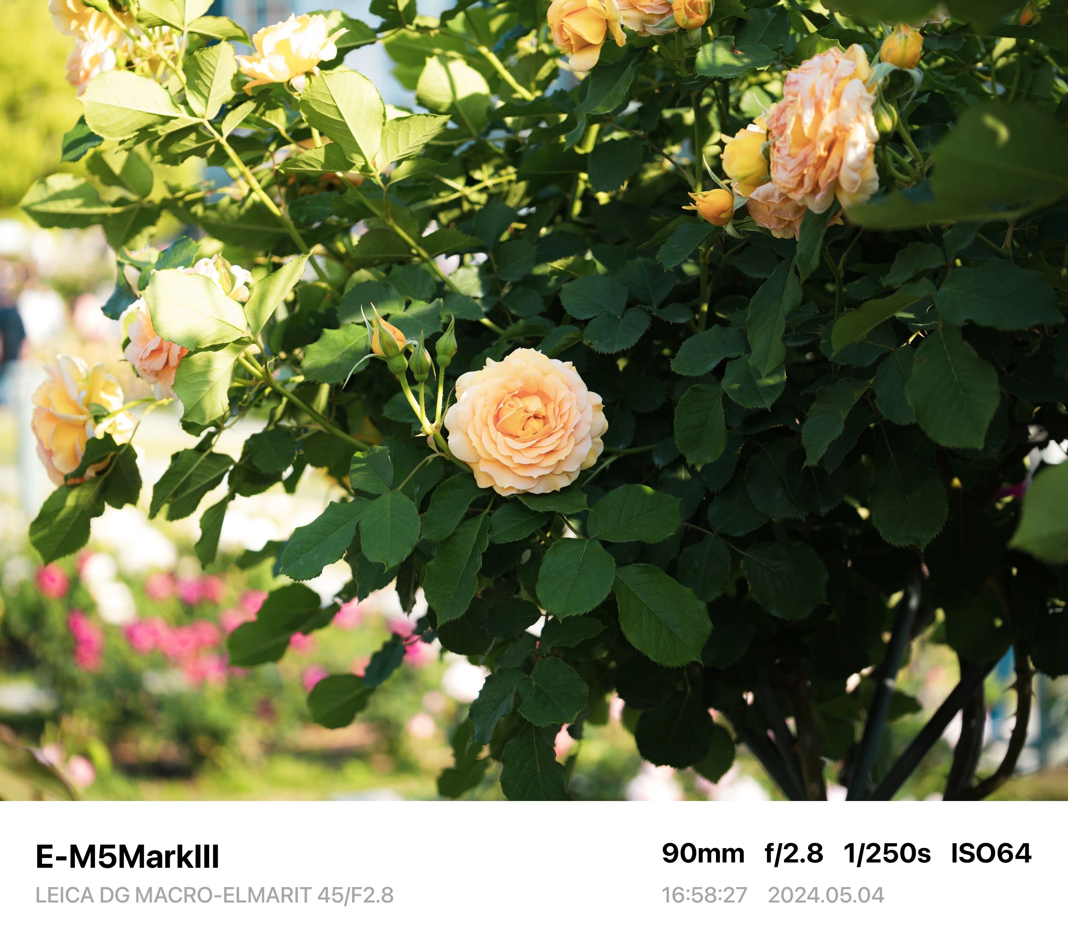 Photo Diary #2 -LEICA DG MACRO-ELMARIT 45/F2.8-｜唯野みりん