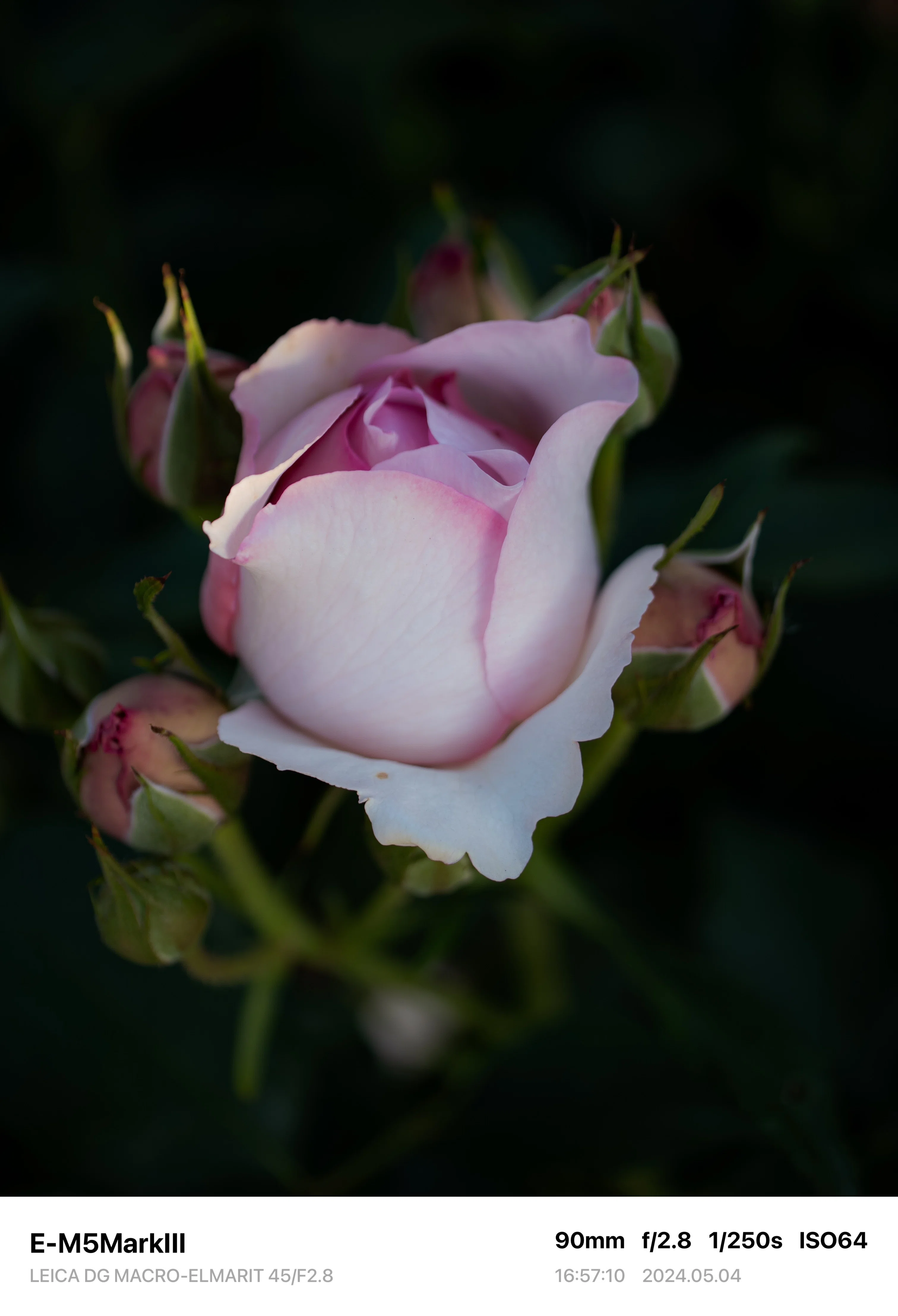 Photo Diary #2 -LEICA DG MACRO-ELMARIT 45/F2.8-｜唯野みりん