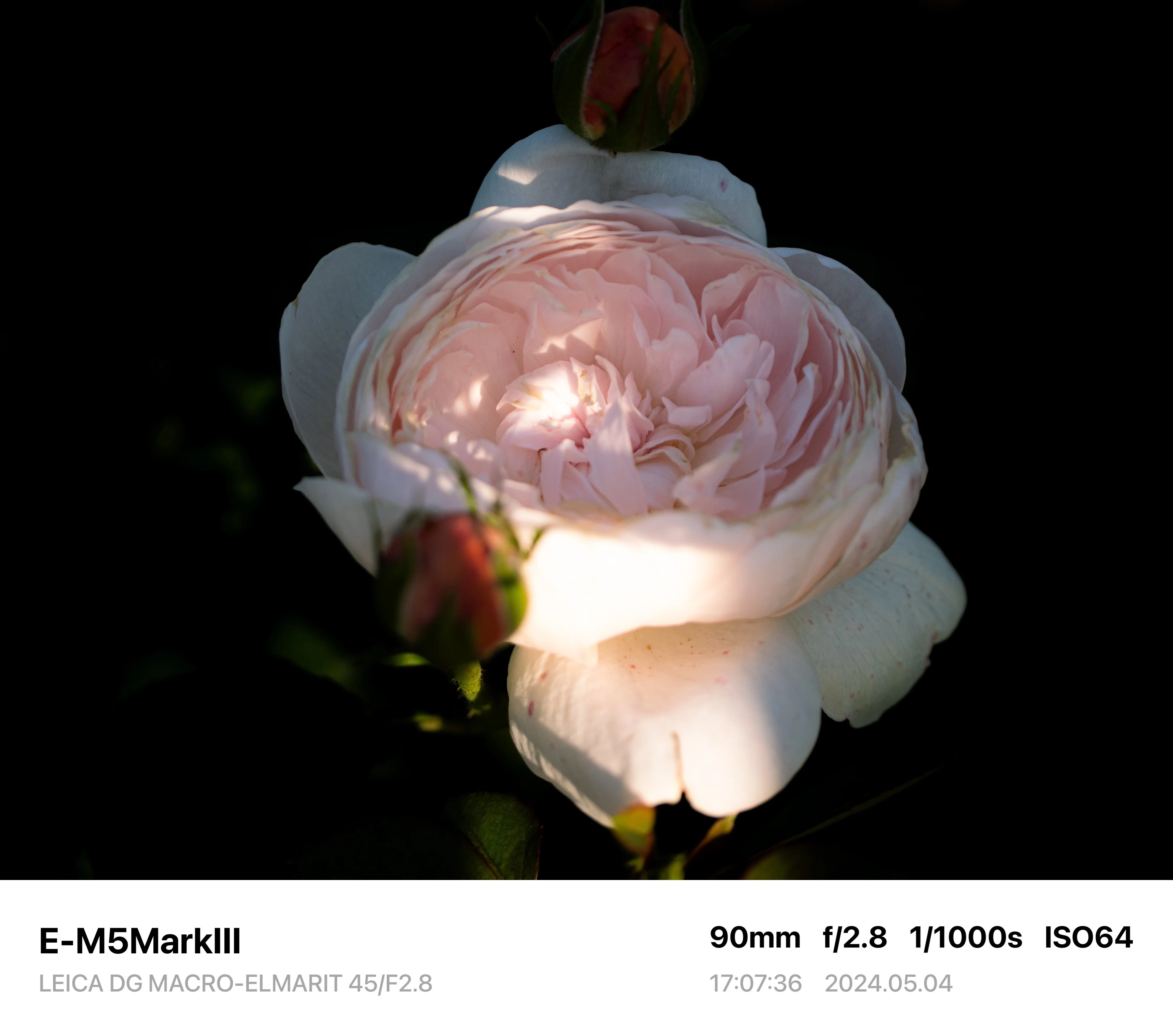 Photo Diary #2 -LEICA DG MACRO-ELMARIT 45/F2.8-｜唯野みりん