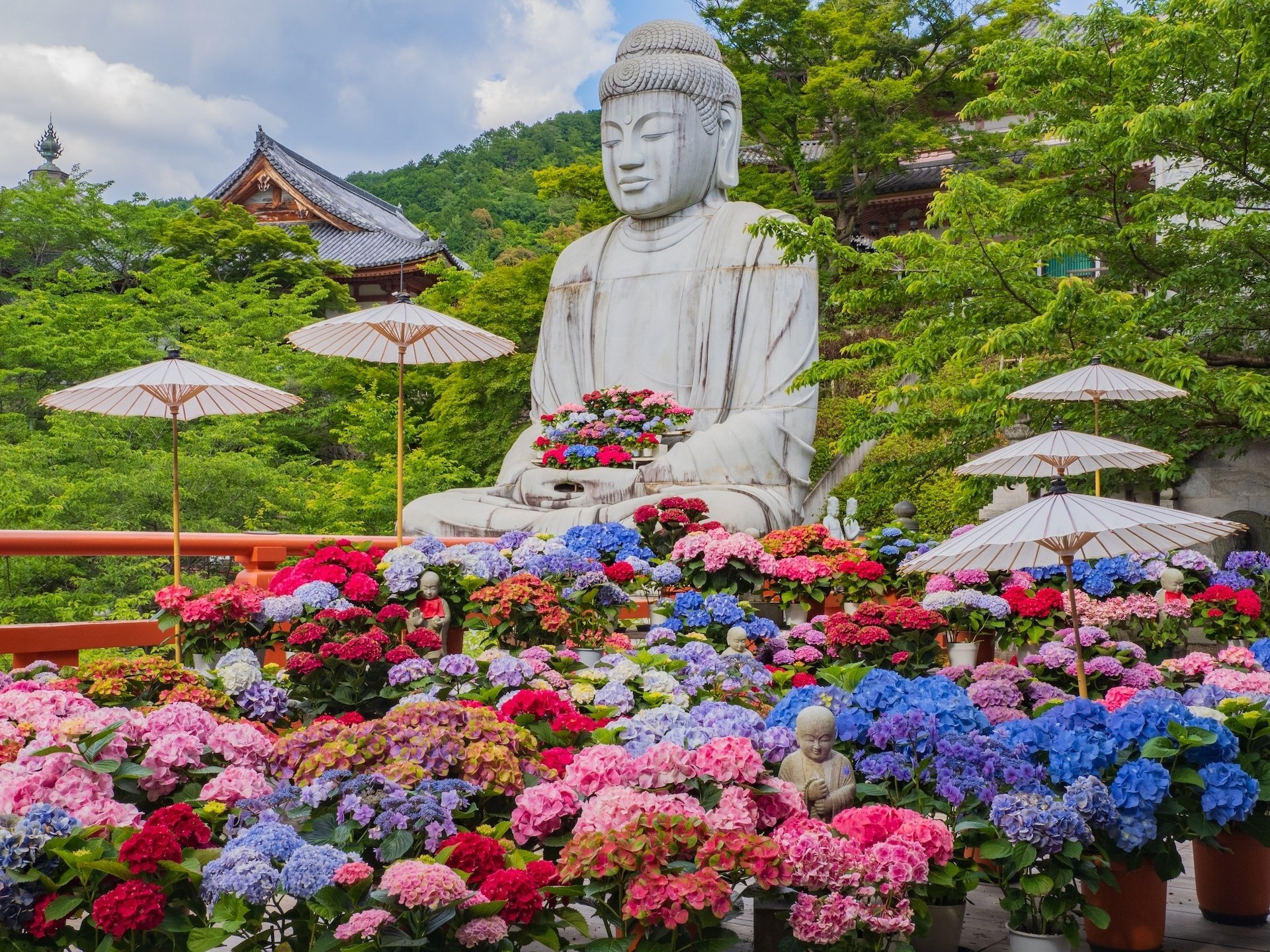 あじさゐ回廊 2024 壺阪寺 ｜KATSUMI