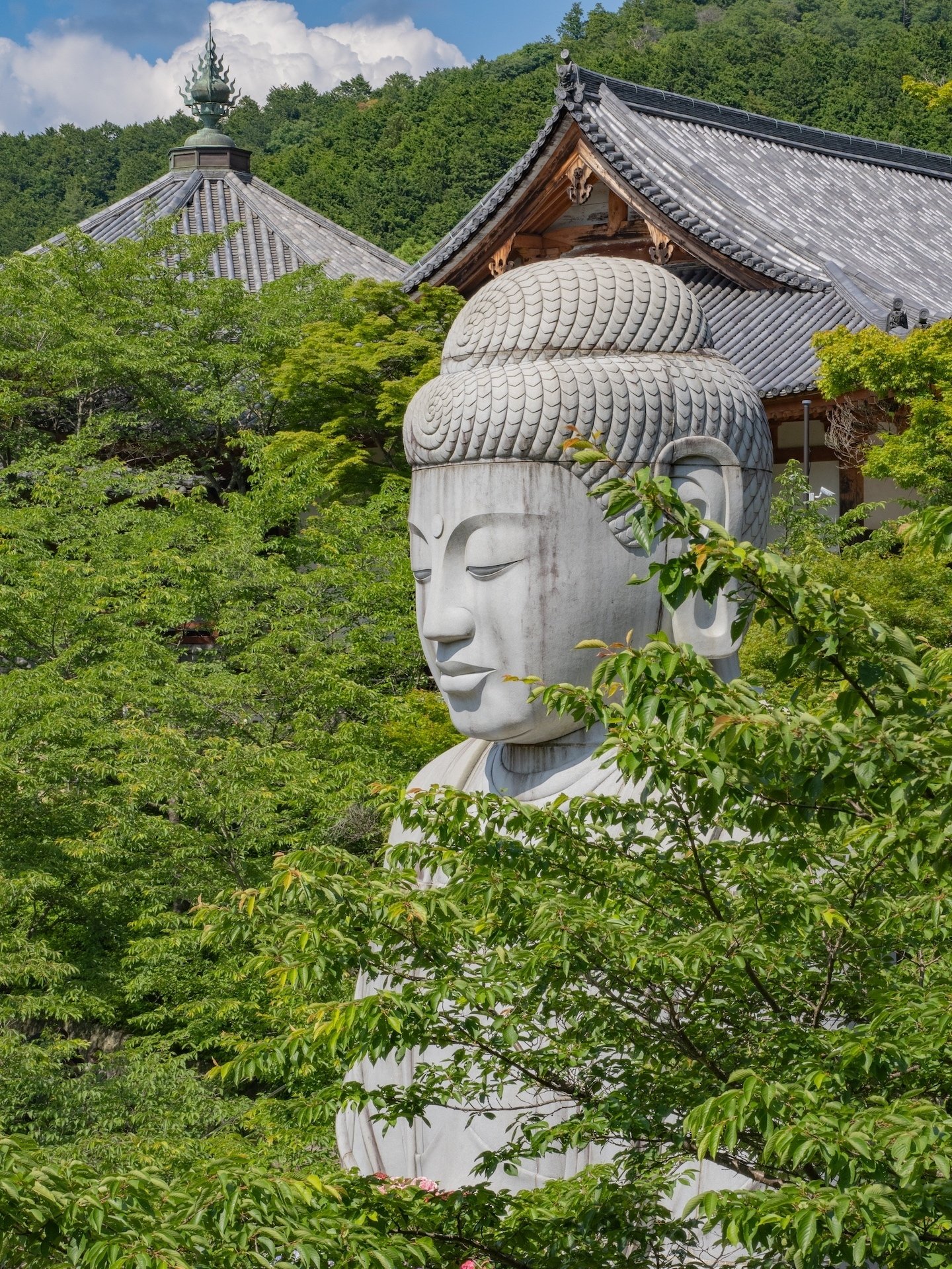 あじさゐ回廊 2024 壺阪寺 ｜KATSUMI