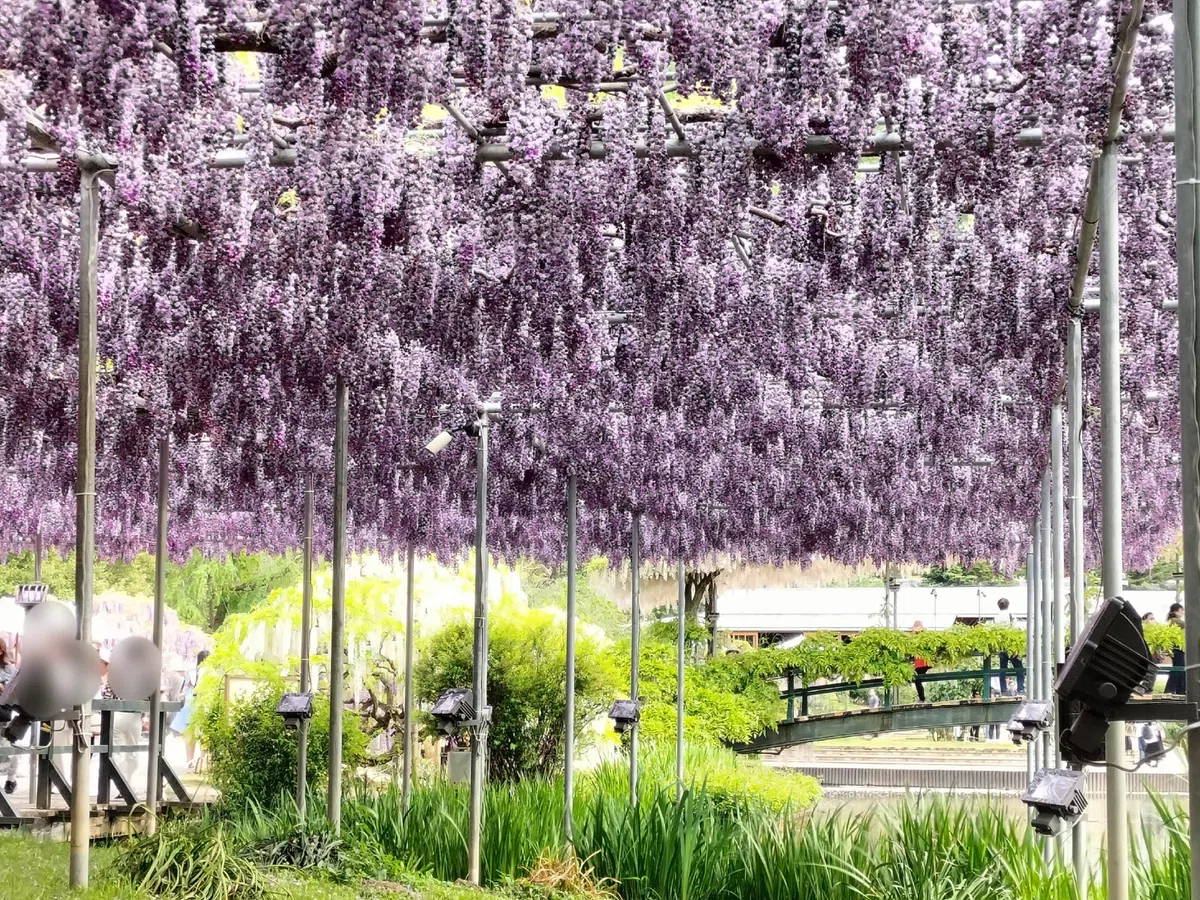 たたみ20じょうはありそうな、天井一面の紫のふじなはな。とってもいいかおり!