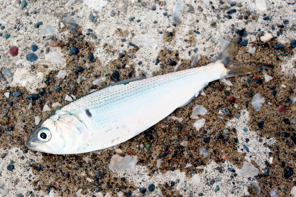 ごはんがススム魚たち「ままかり」|Discover LIFE