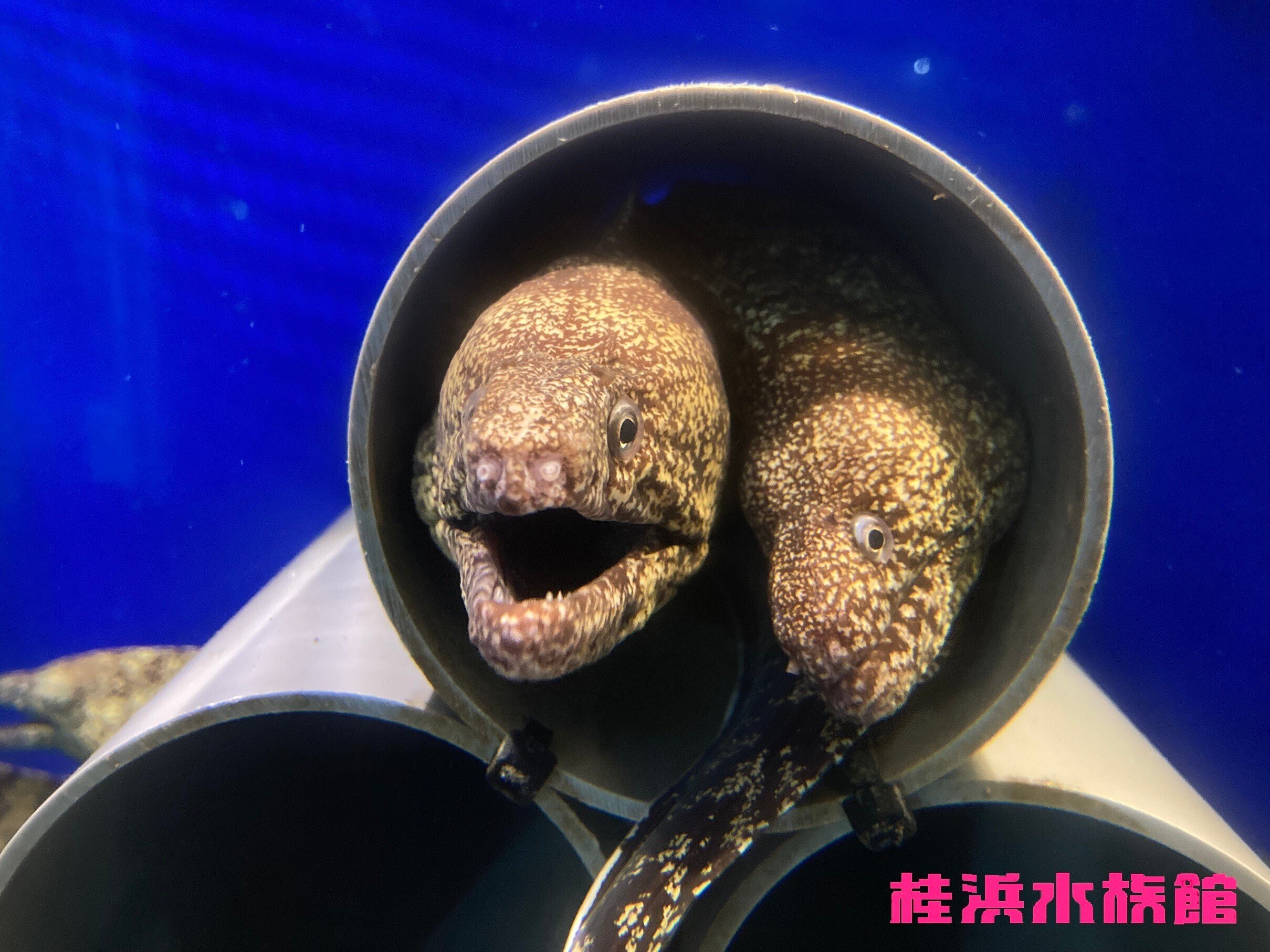 ウツボ《展示動物解説》｜桂浜水族館 公式