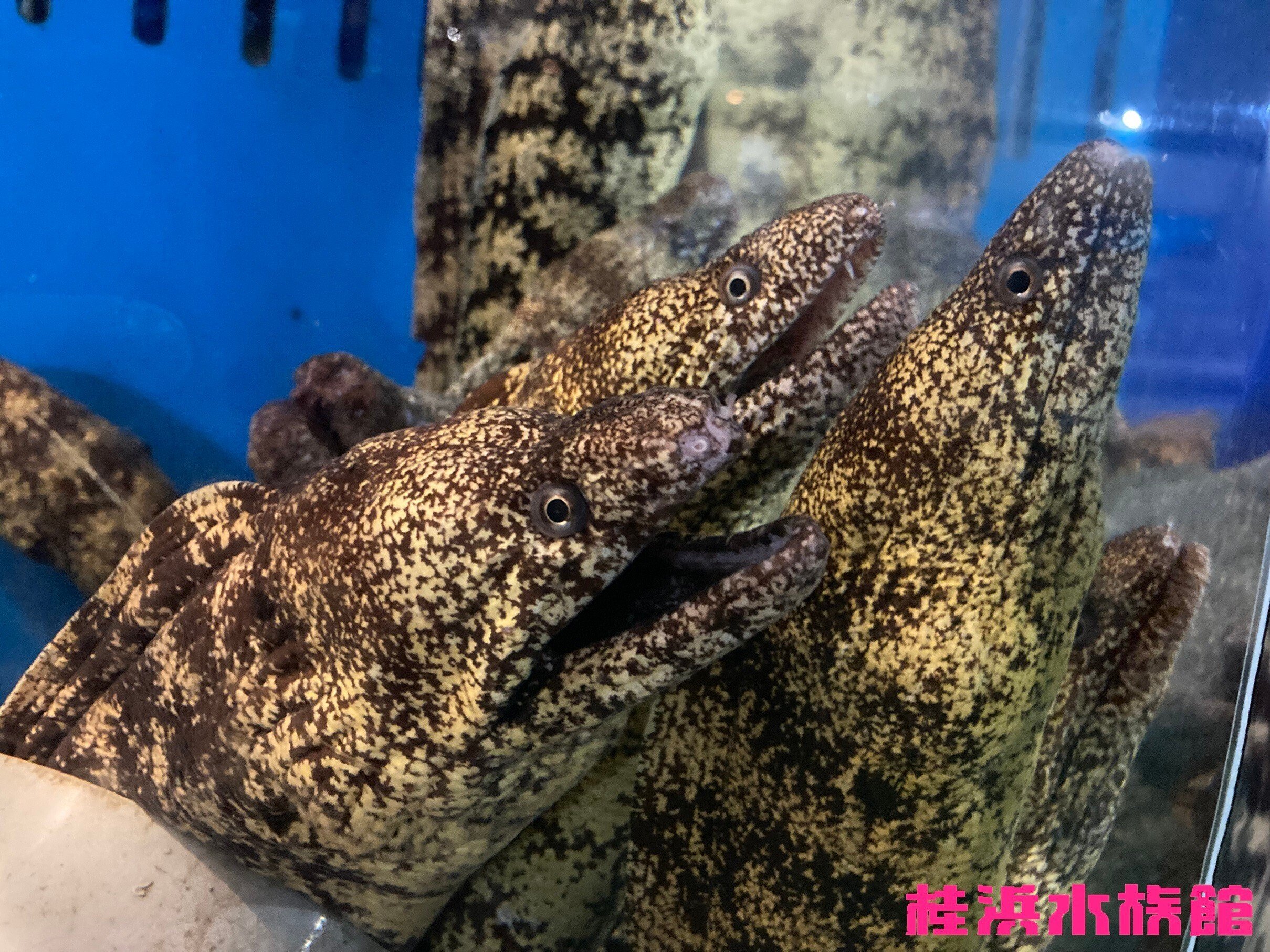 ウツボ《展示動物解説》｜桂浜水族館 公式