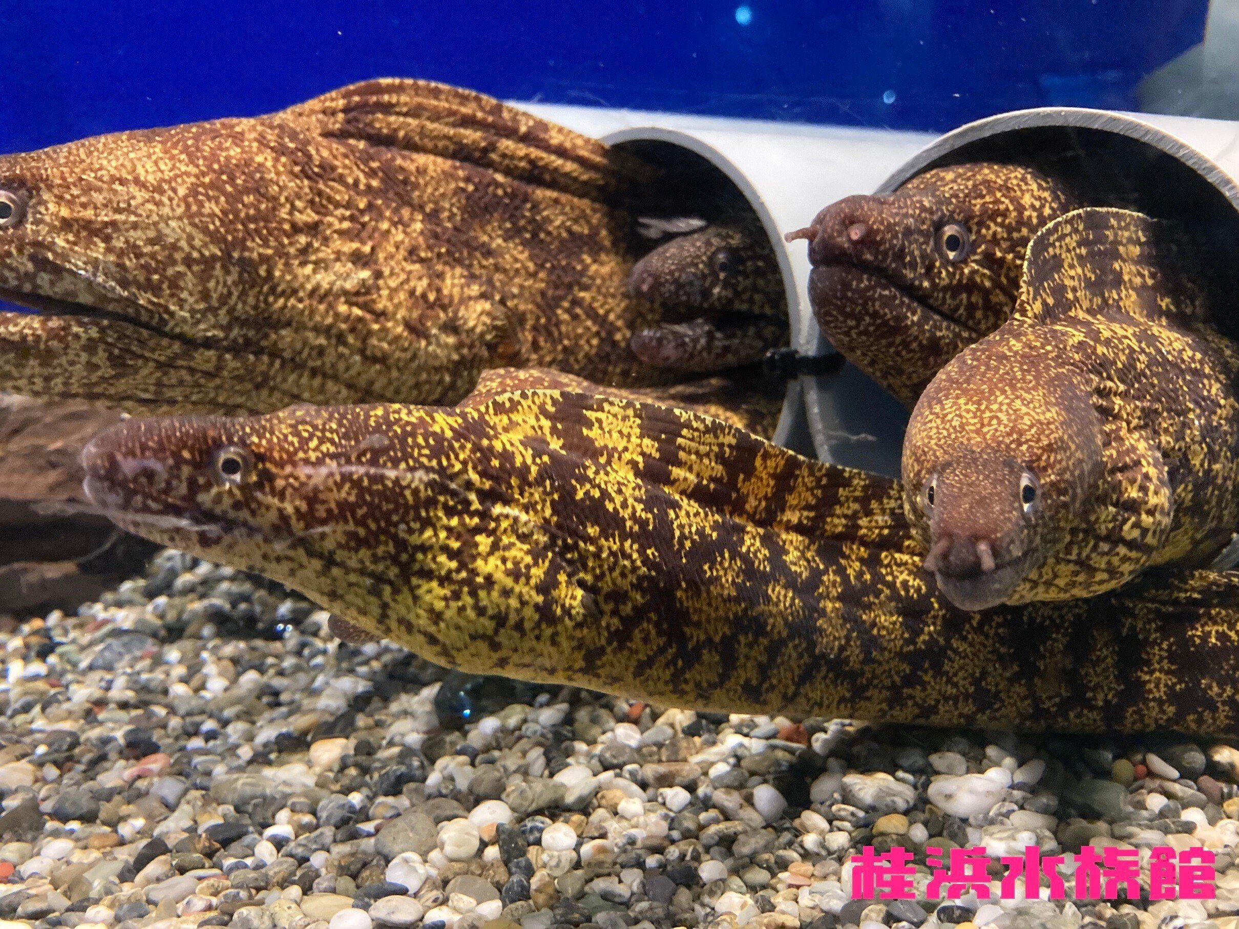 ウツボ《展示動物解説》｜桂浜水族館 公式