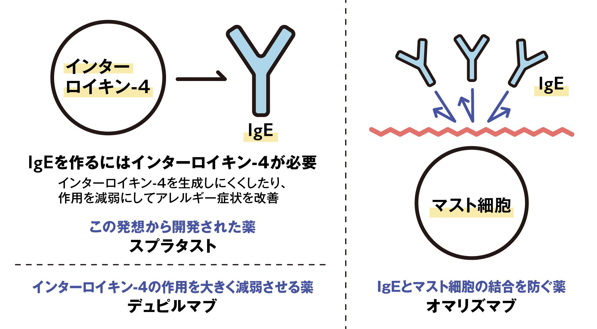 アレルギーの発症メカニズム解明が、治療薬開発のカギ！？｜金城学院