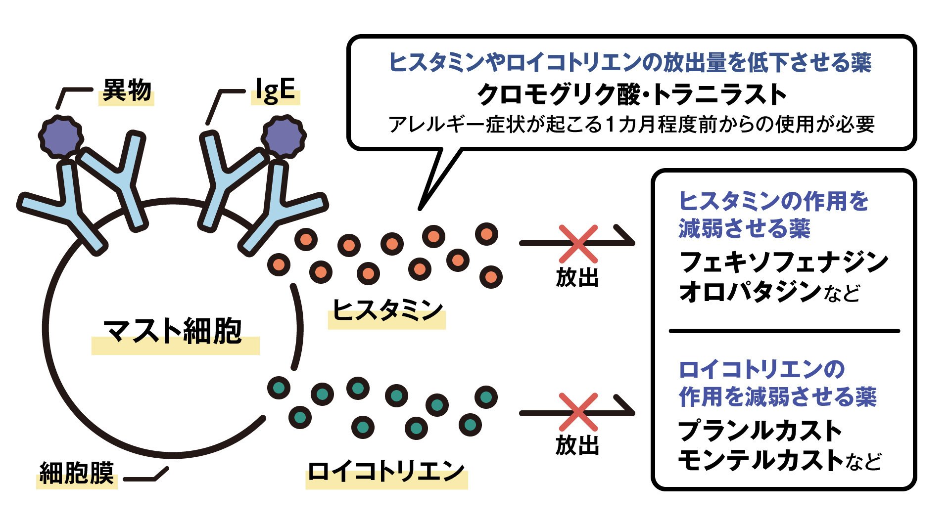 アレルギーの発症メカニズム解明が、治療薬開発のカギ！？｜金城学院