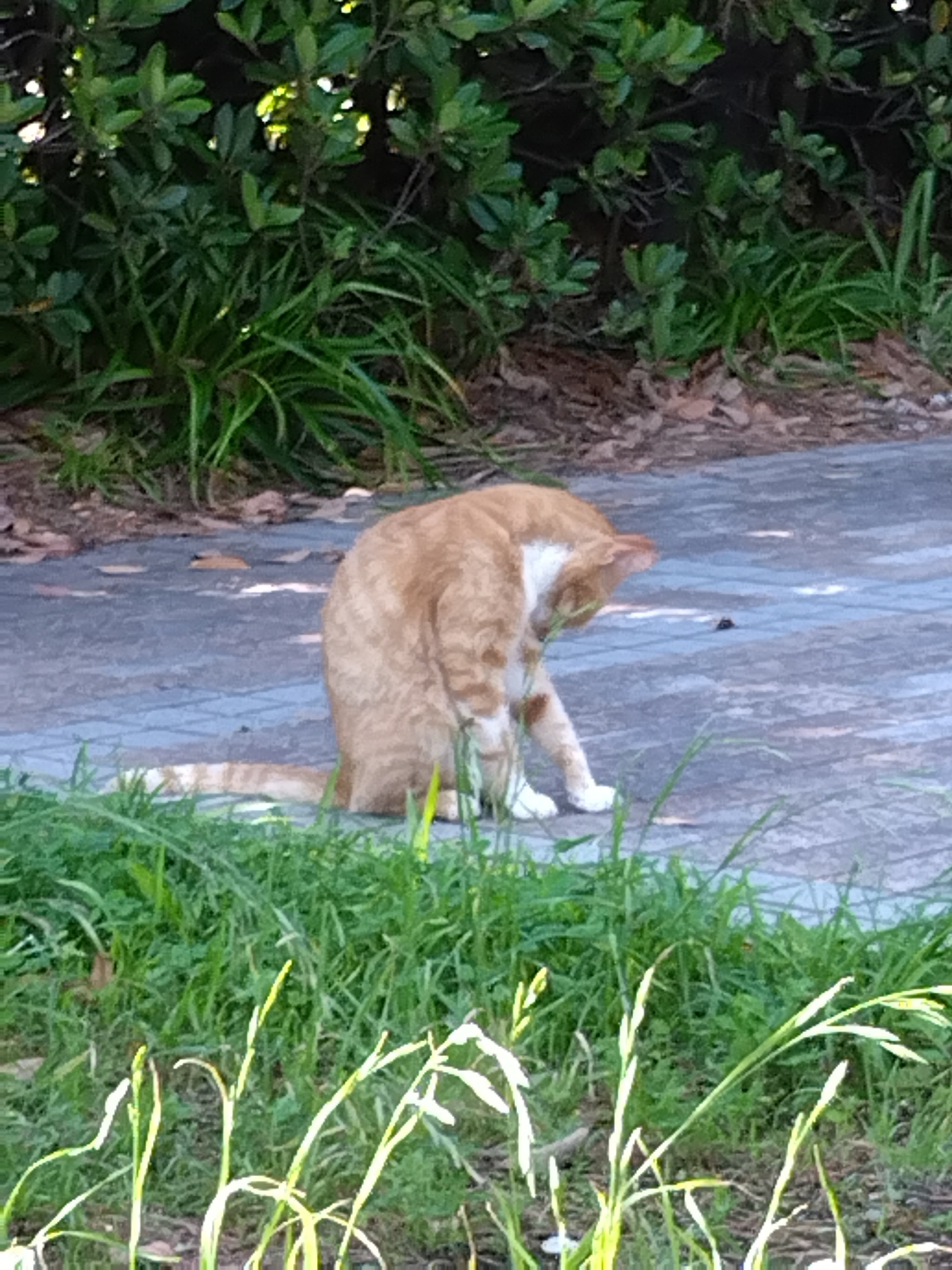 江ノ島、ねこ、探して｜ともはる♭