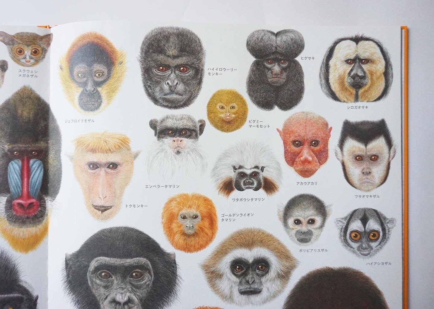 いきものづくし ものづくし』原画展（福音館書店・刊）｜なかの真実