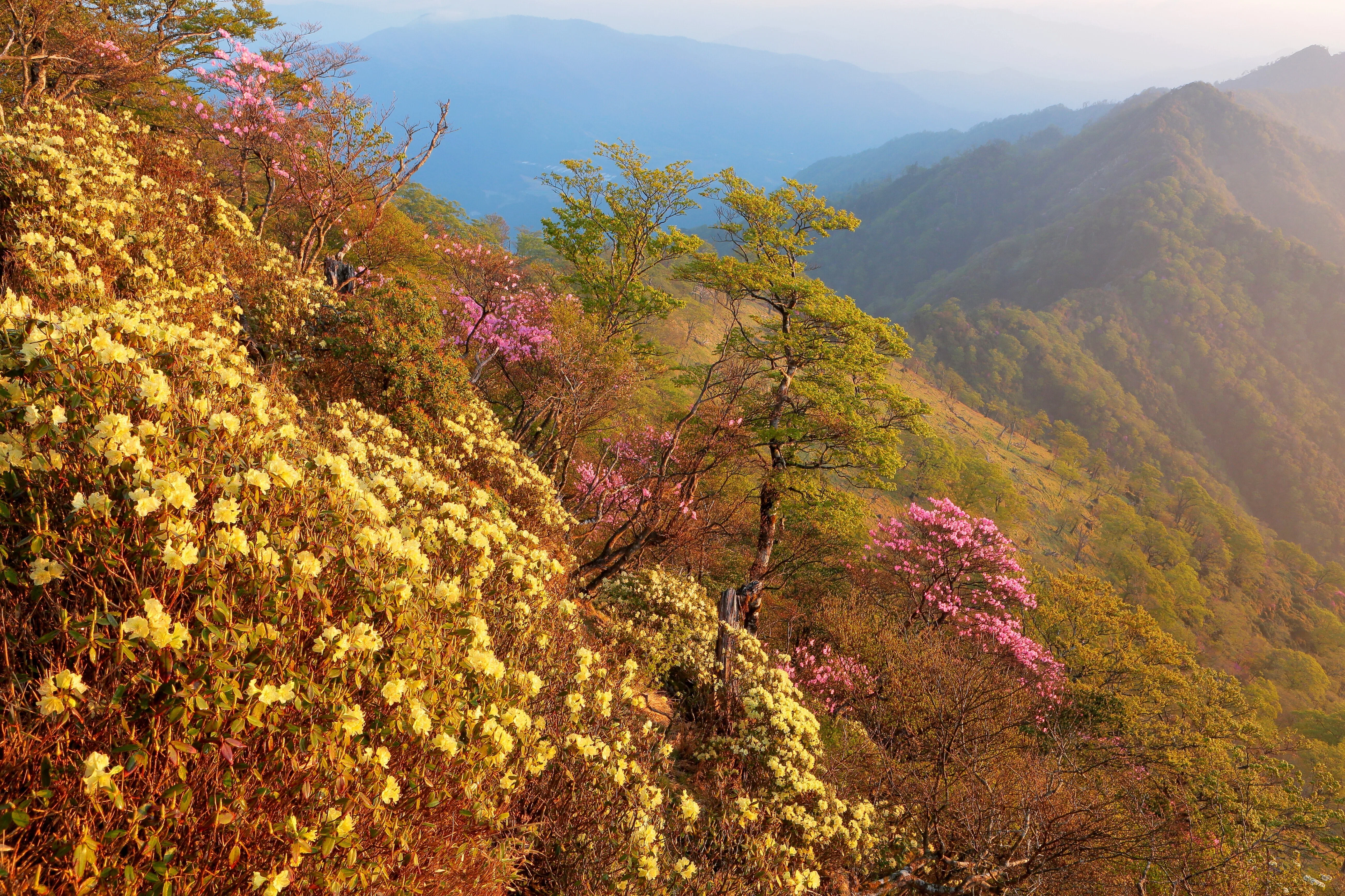 市房山のヒカゲツツジとアケボノツツジ（2022年5月3日記）｜風景写真