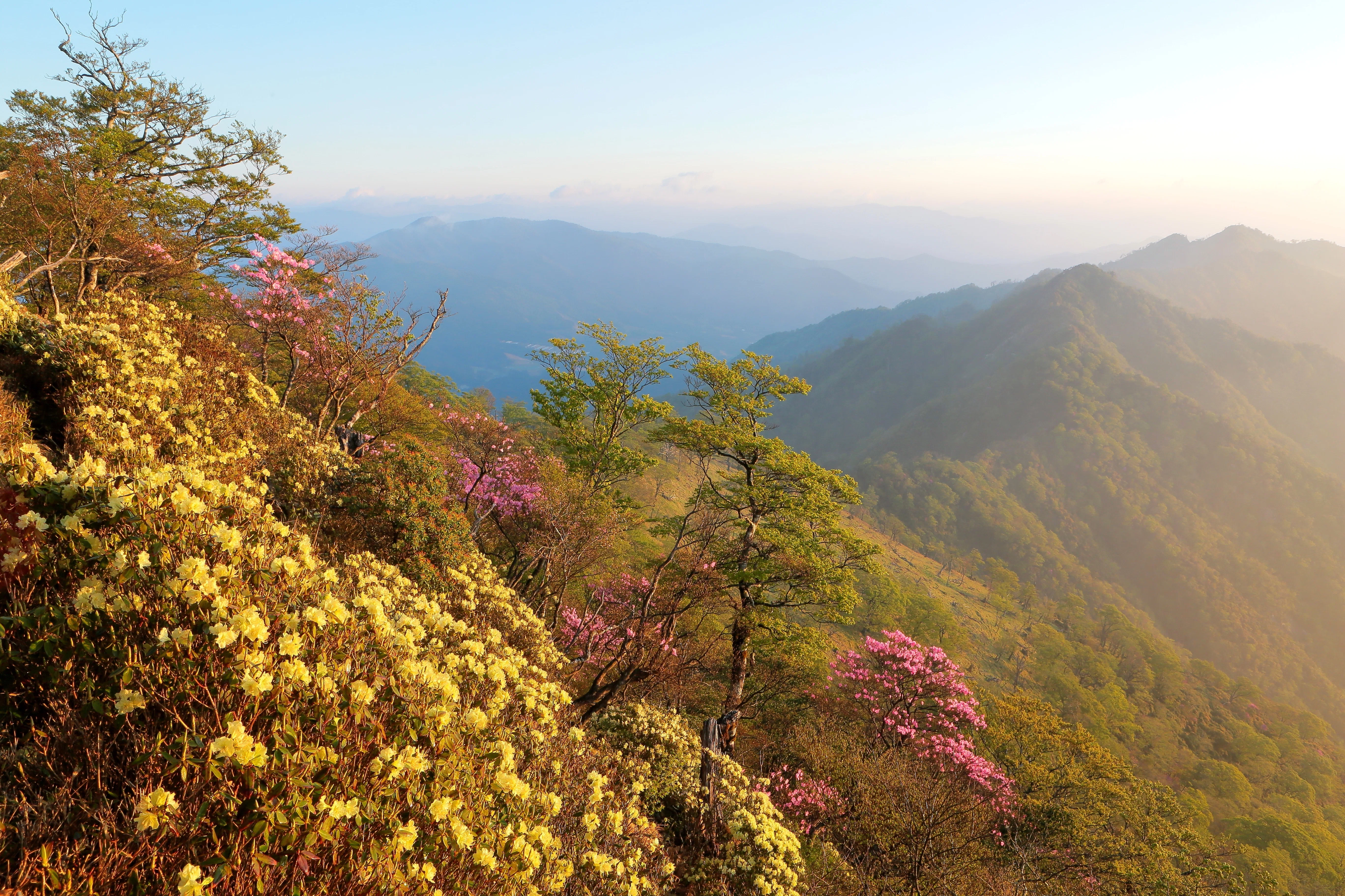 市房山のヒカゲツツジとアケボノツツジ（2022年5月3日記）｜風景写真