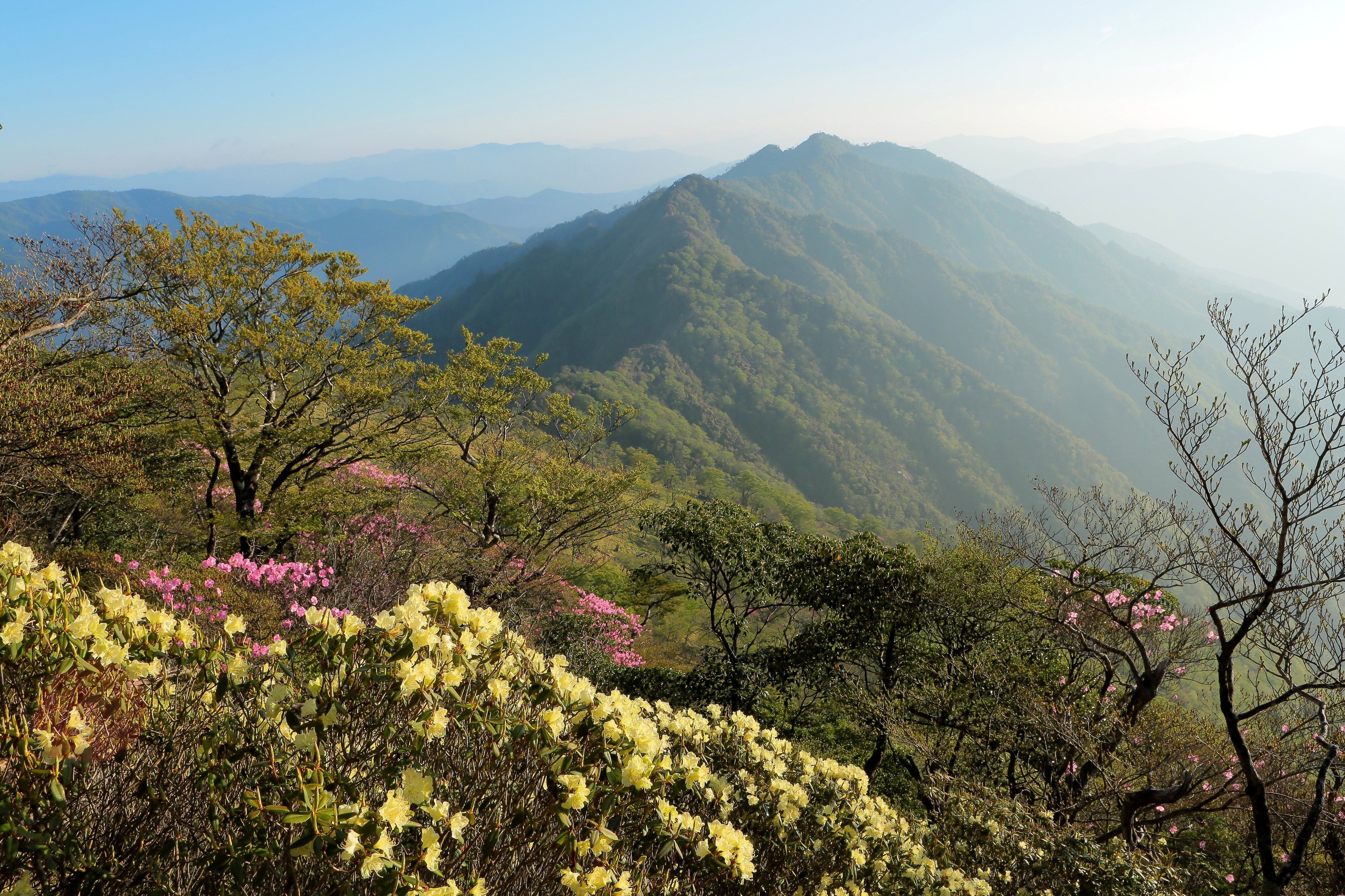 市房山のヒカゲツツジとアケボノツツジ（2022年5月3日記）｜風景写真