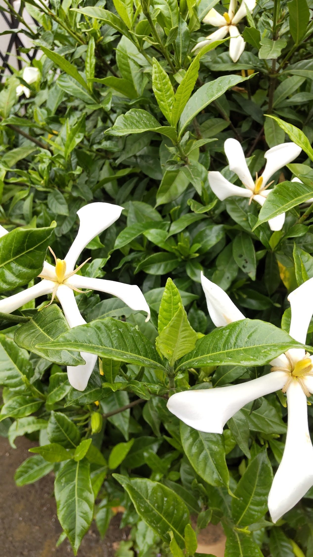 淡いいろの花に｜haruka