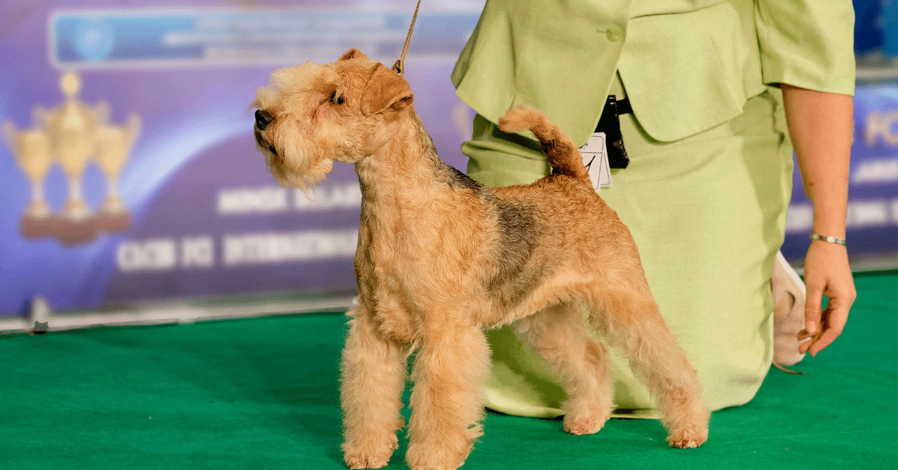 JKCチャンピオン直子ってなんだ？読み方は？費用は？｜ペットの実家