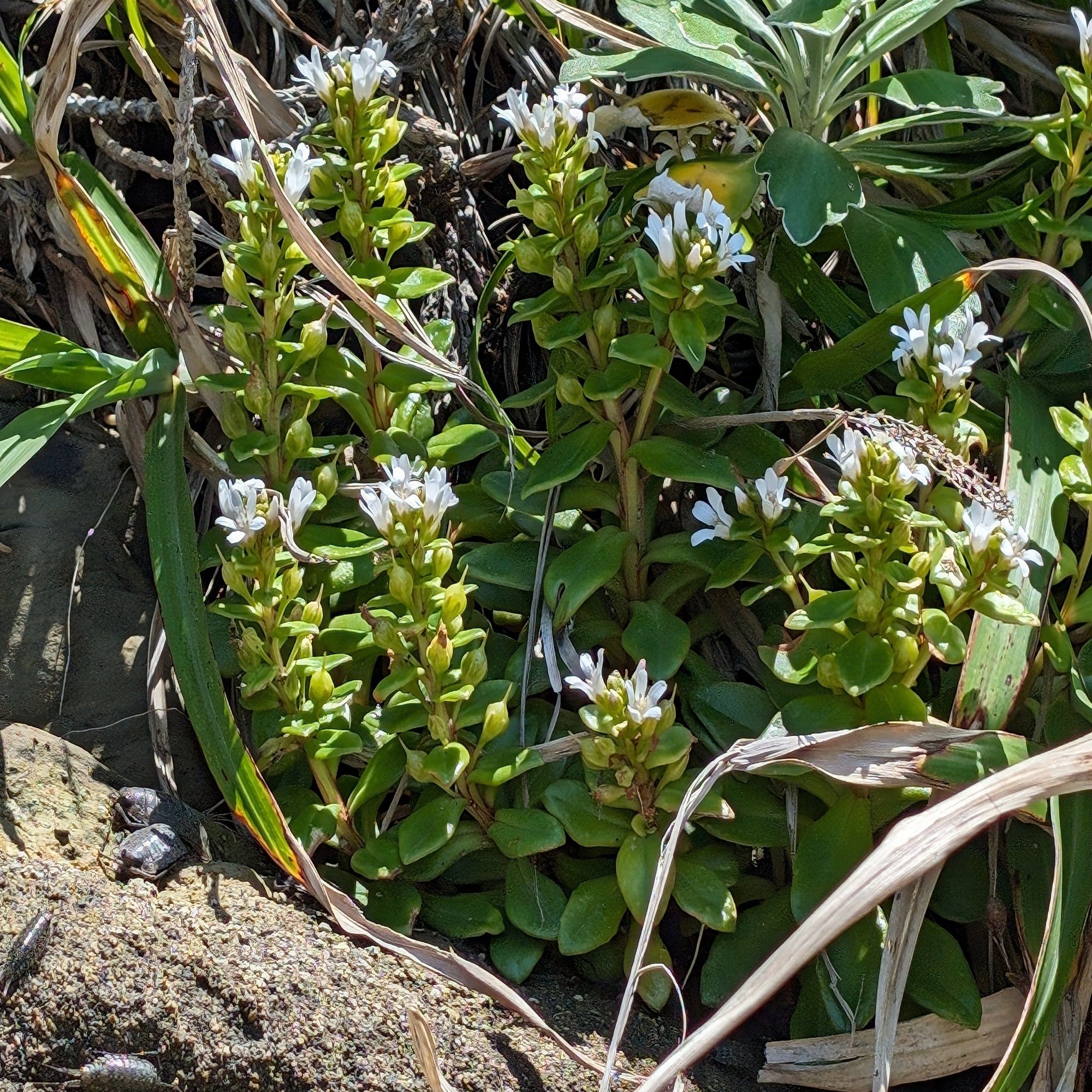 てっちゃんの自然観察記: ７月２８日 山陰海岸の植物, image size:2000x1506