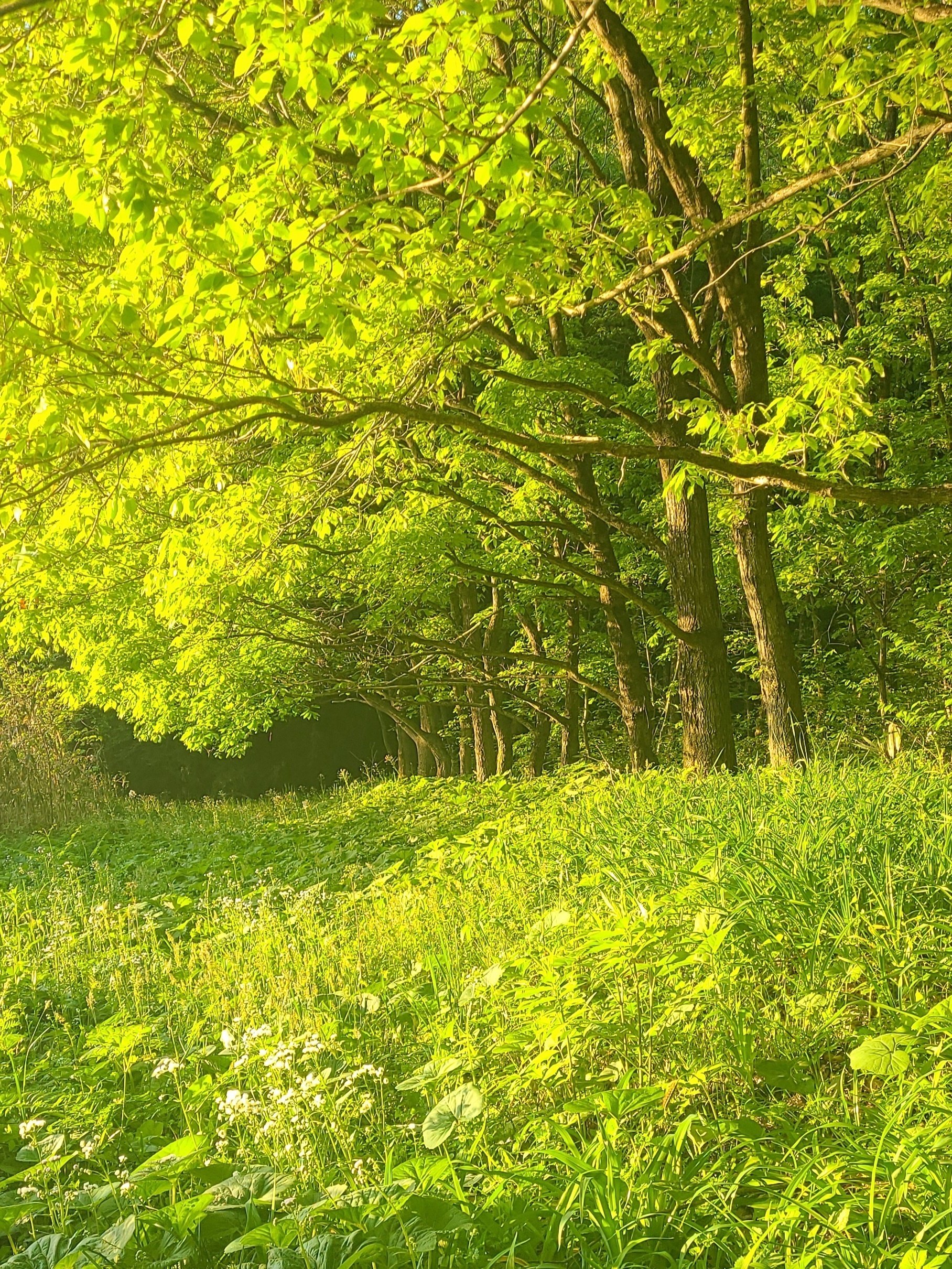 オレンジオサムシ採集｜虫田