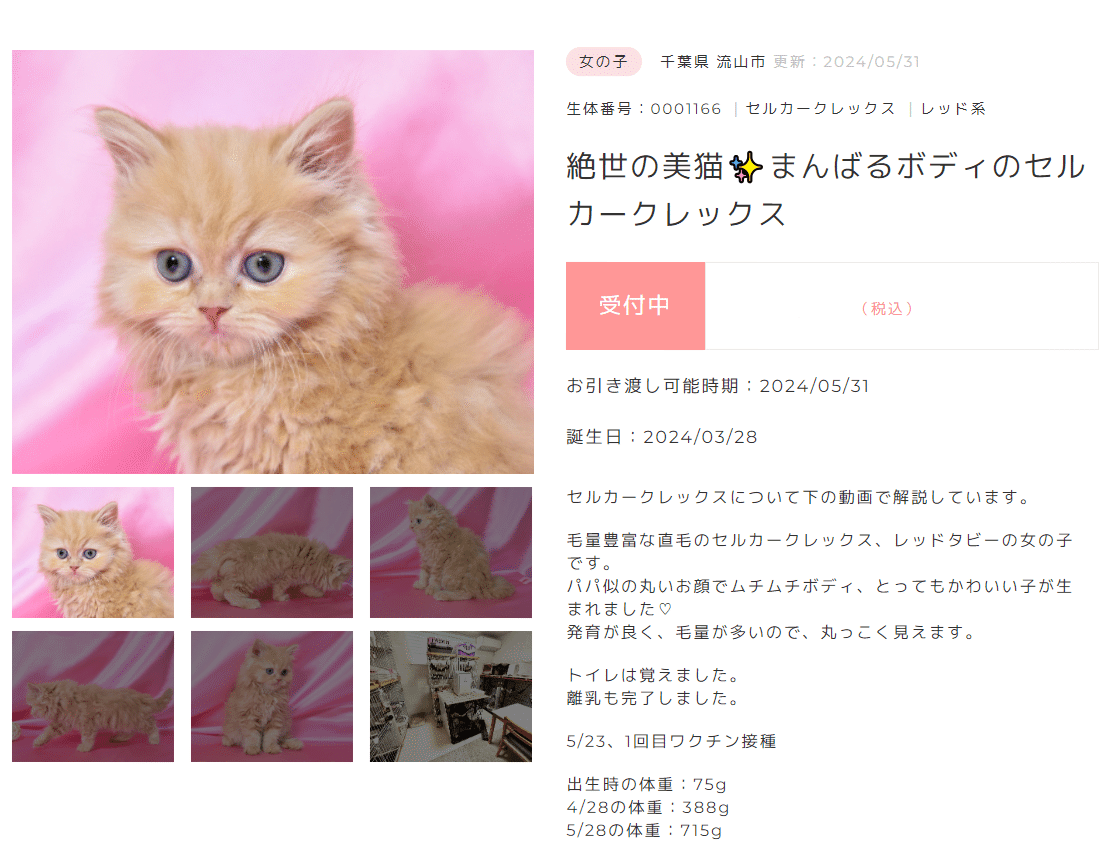 業界の裏側から語る】ブリーダーとペットショップどっちが安いのか、健康なのか。｜ペットの実家＠優良ブリーダー直販