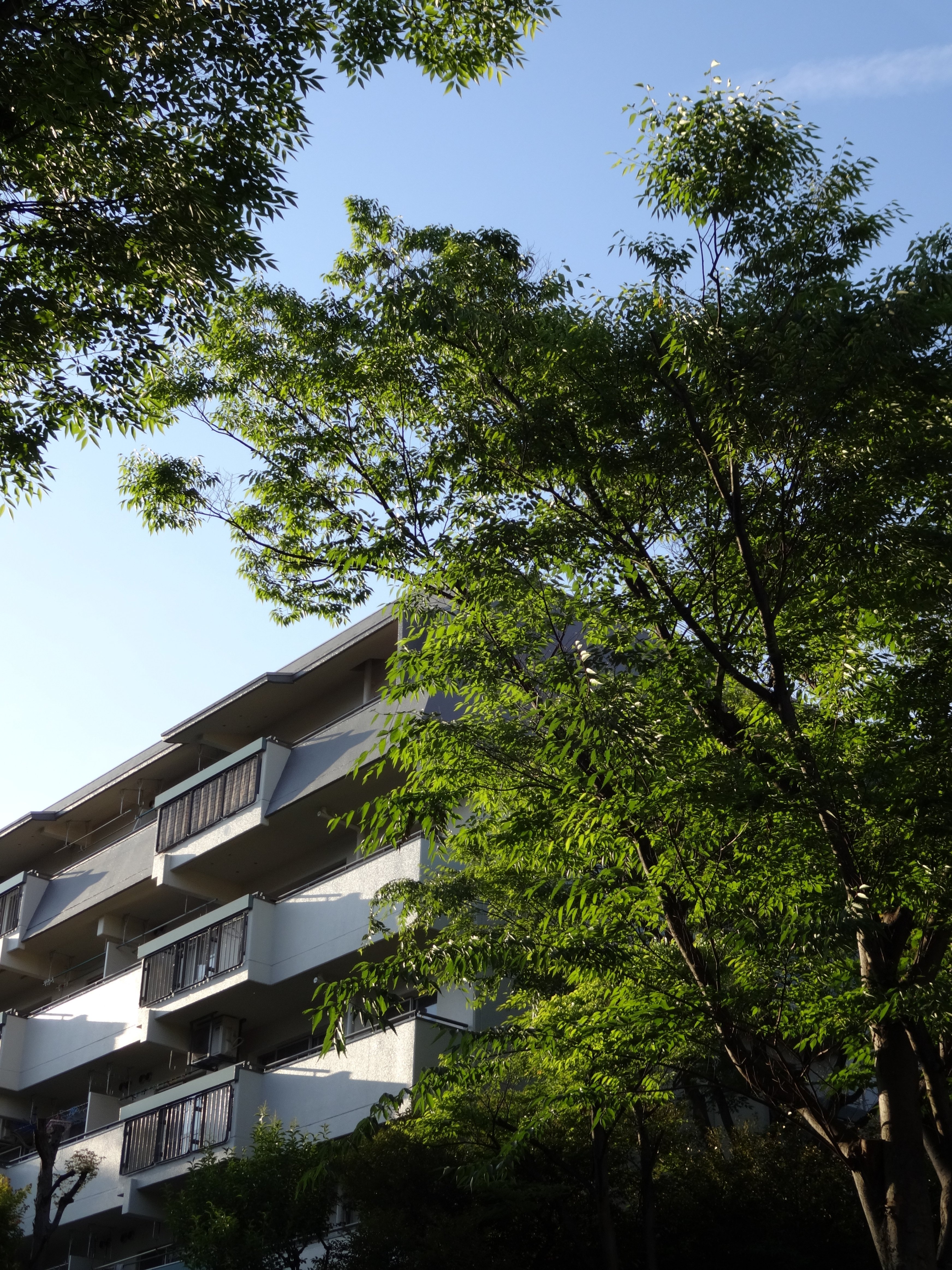 20240605 iPhone Xsよりも小さなSONY Cyber shot DSC-WX200｜Ryuma