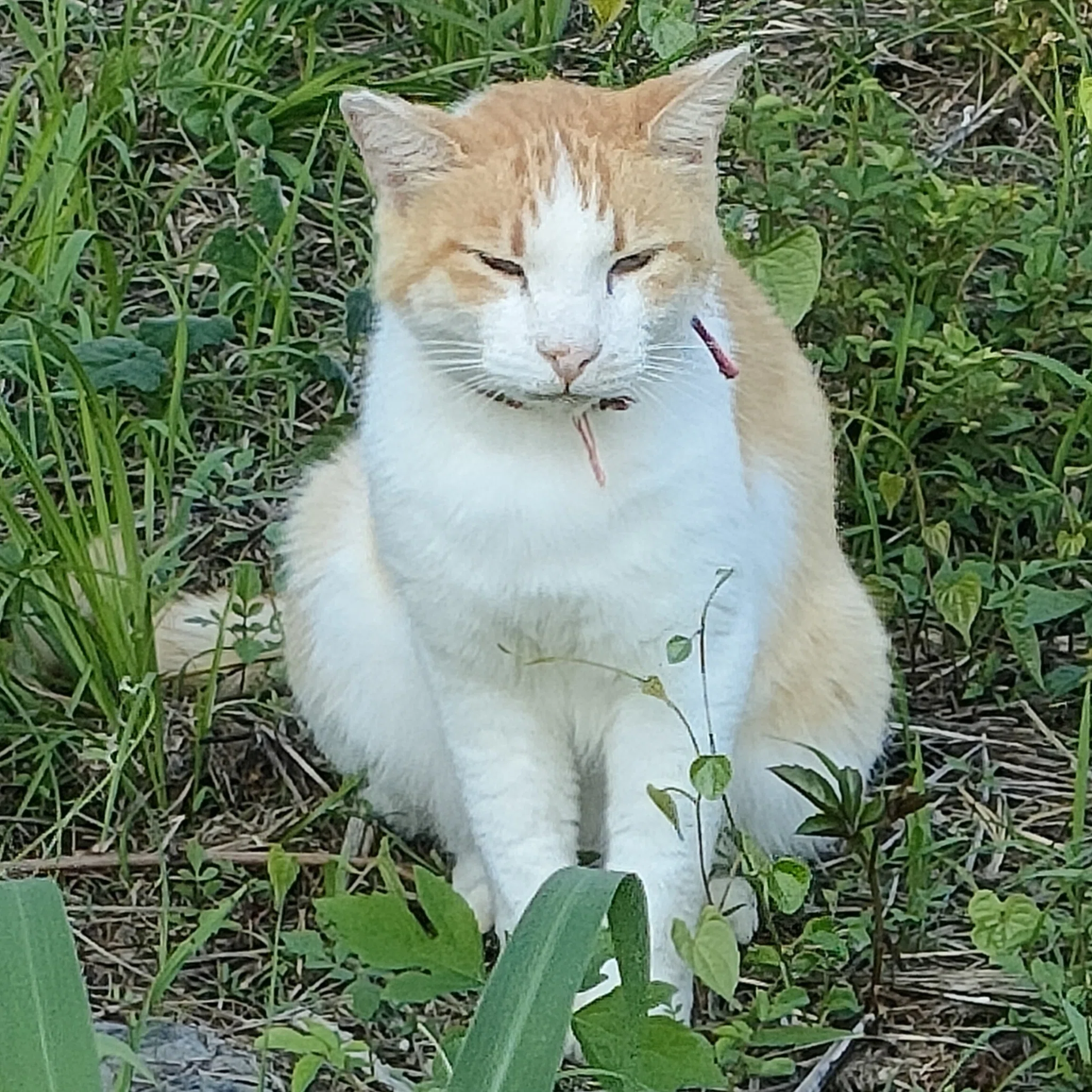 また会ったね｜眠り猫
