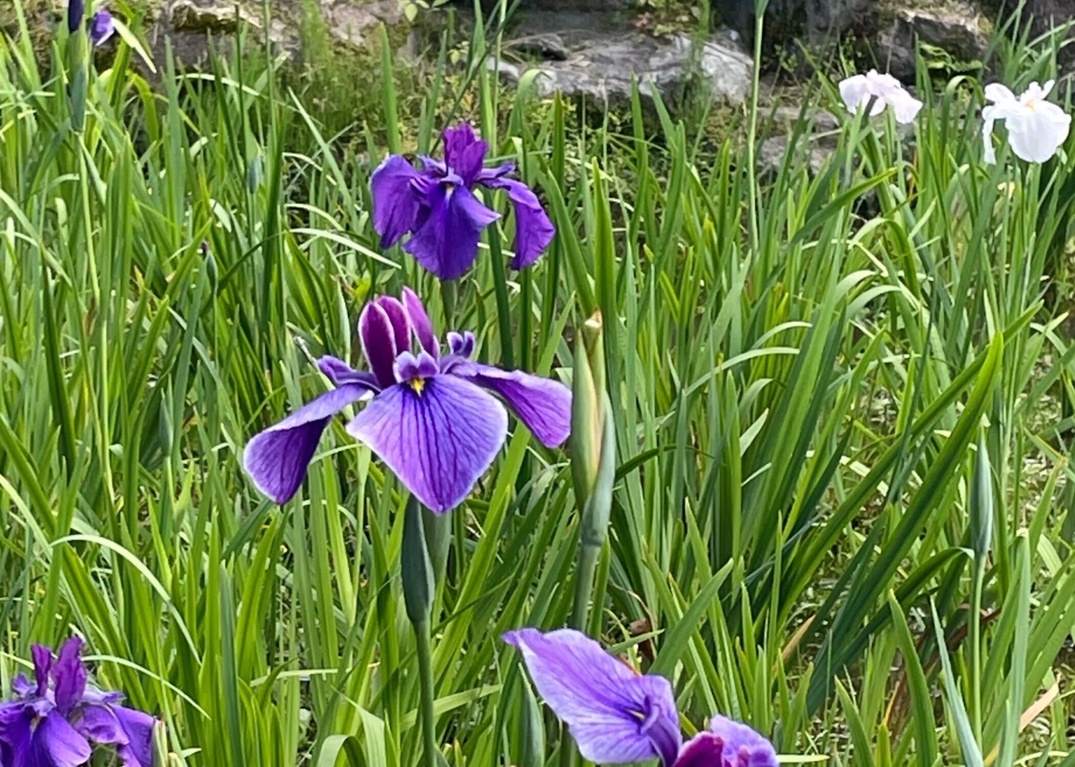 オードリーのオールナイトニッポン15周年展＆鶴舞公園お散歩｜yuko