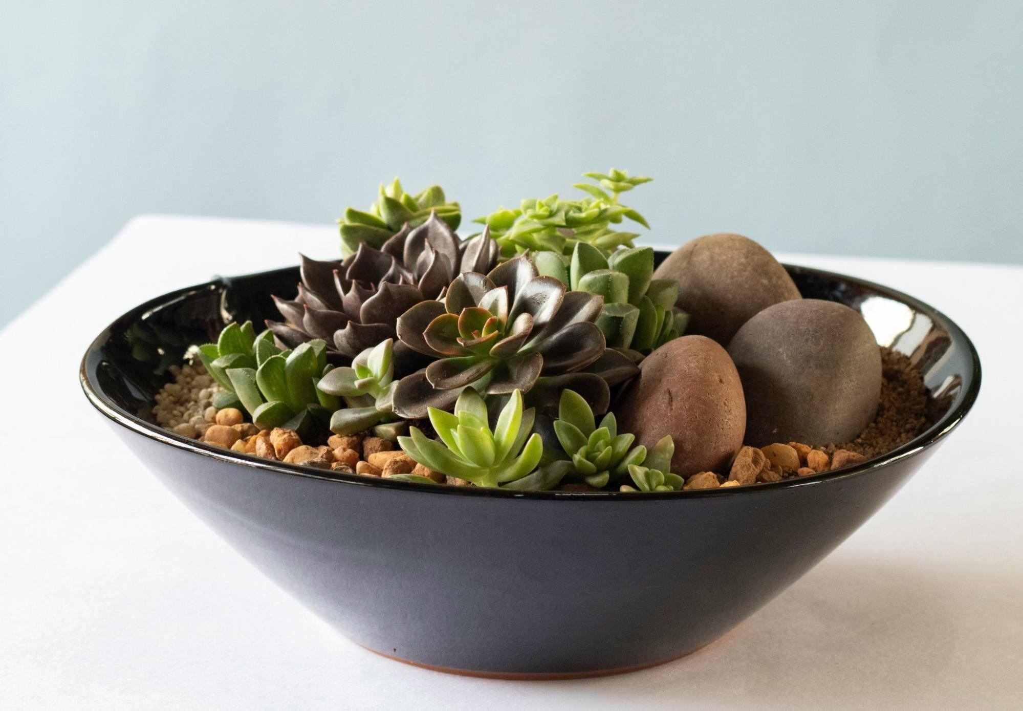 多肉植物の寄せ植え方法｜おすすめの鉢の選び方もご紹介！｜midoritoridori