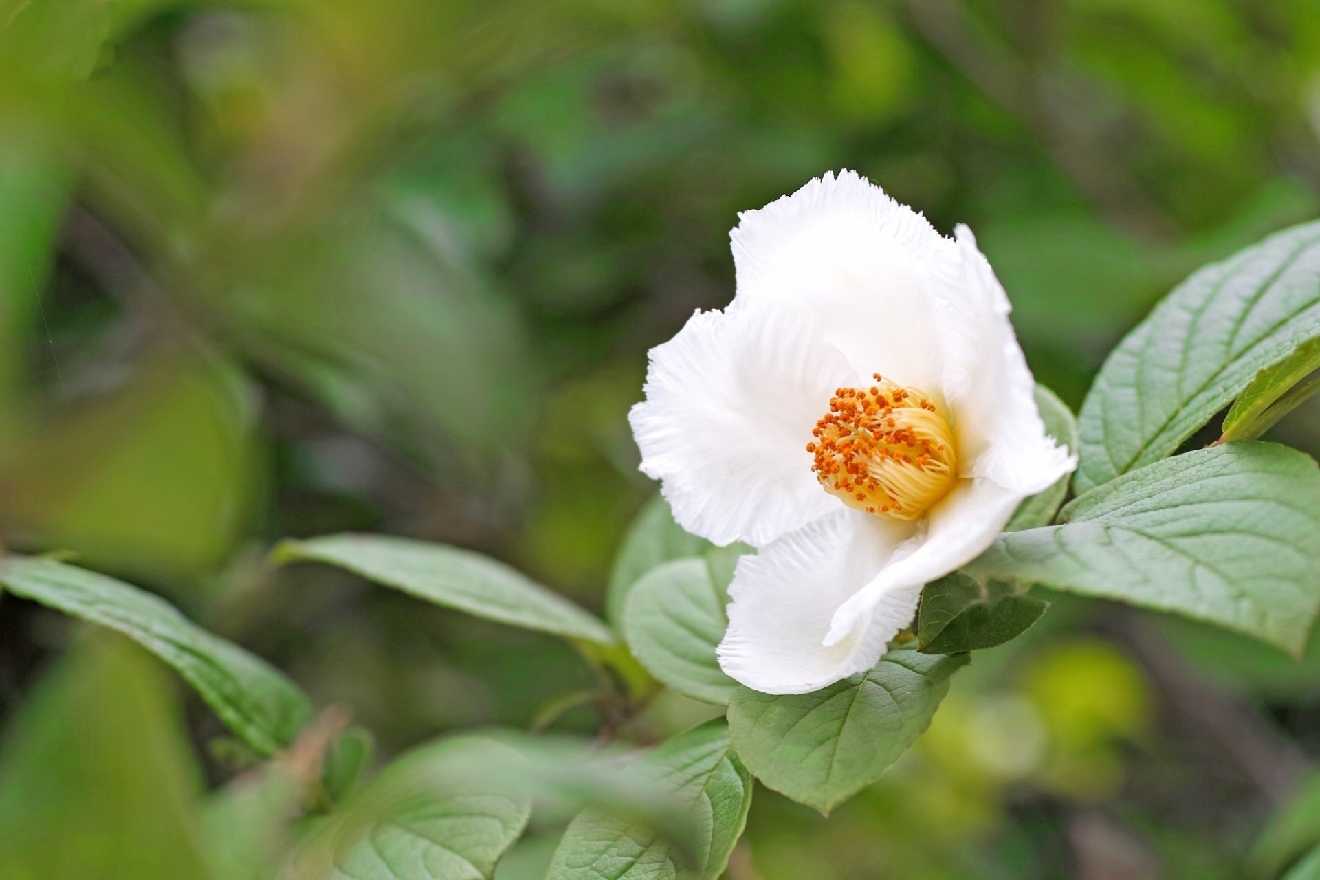 しゃらシャラ子様 0095シャラノキ（ナツツバキ）Stewartia pseudocamellia | 植物