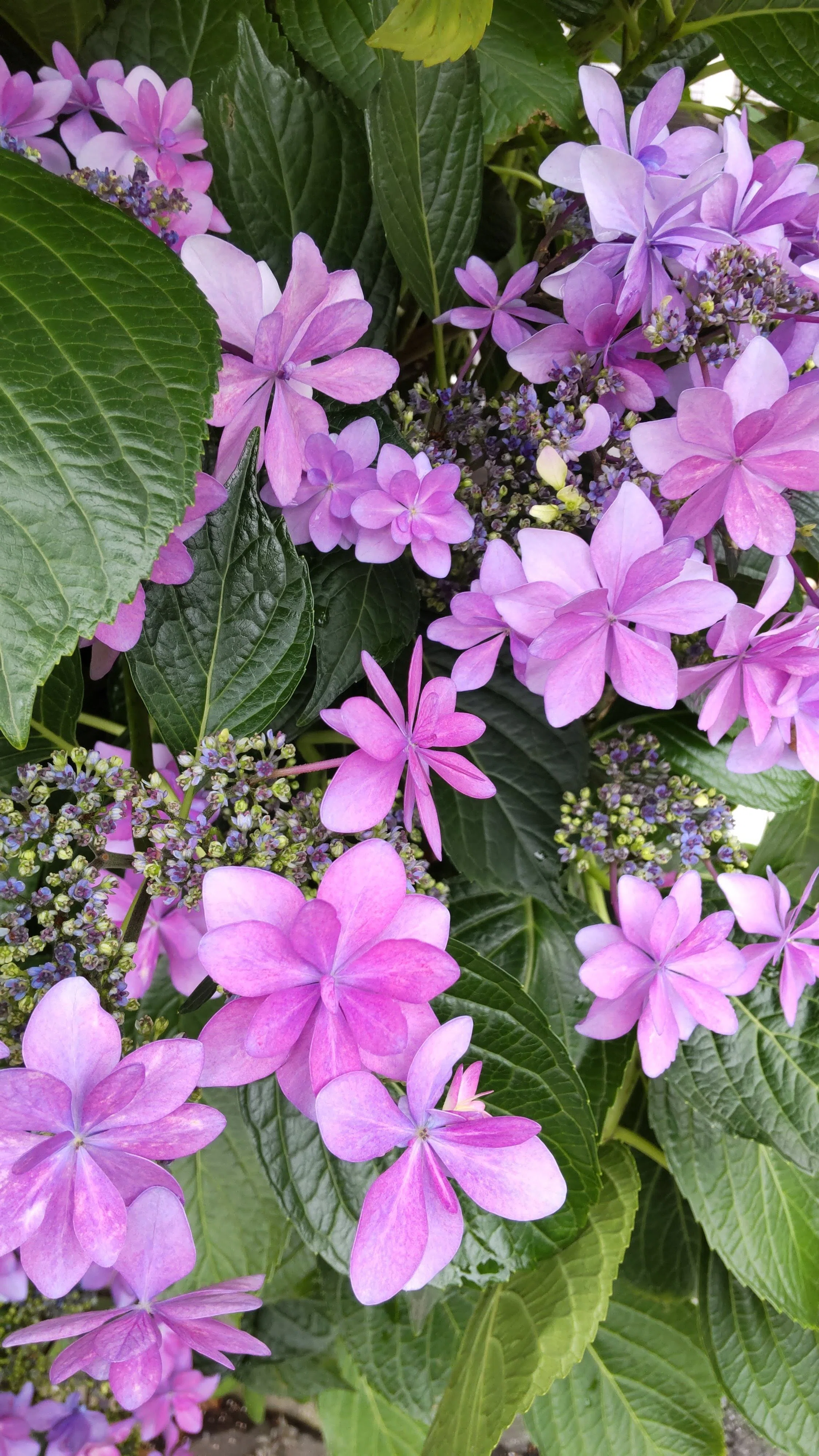 紫陽花の垣根｜haruka