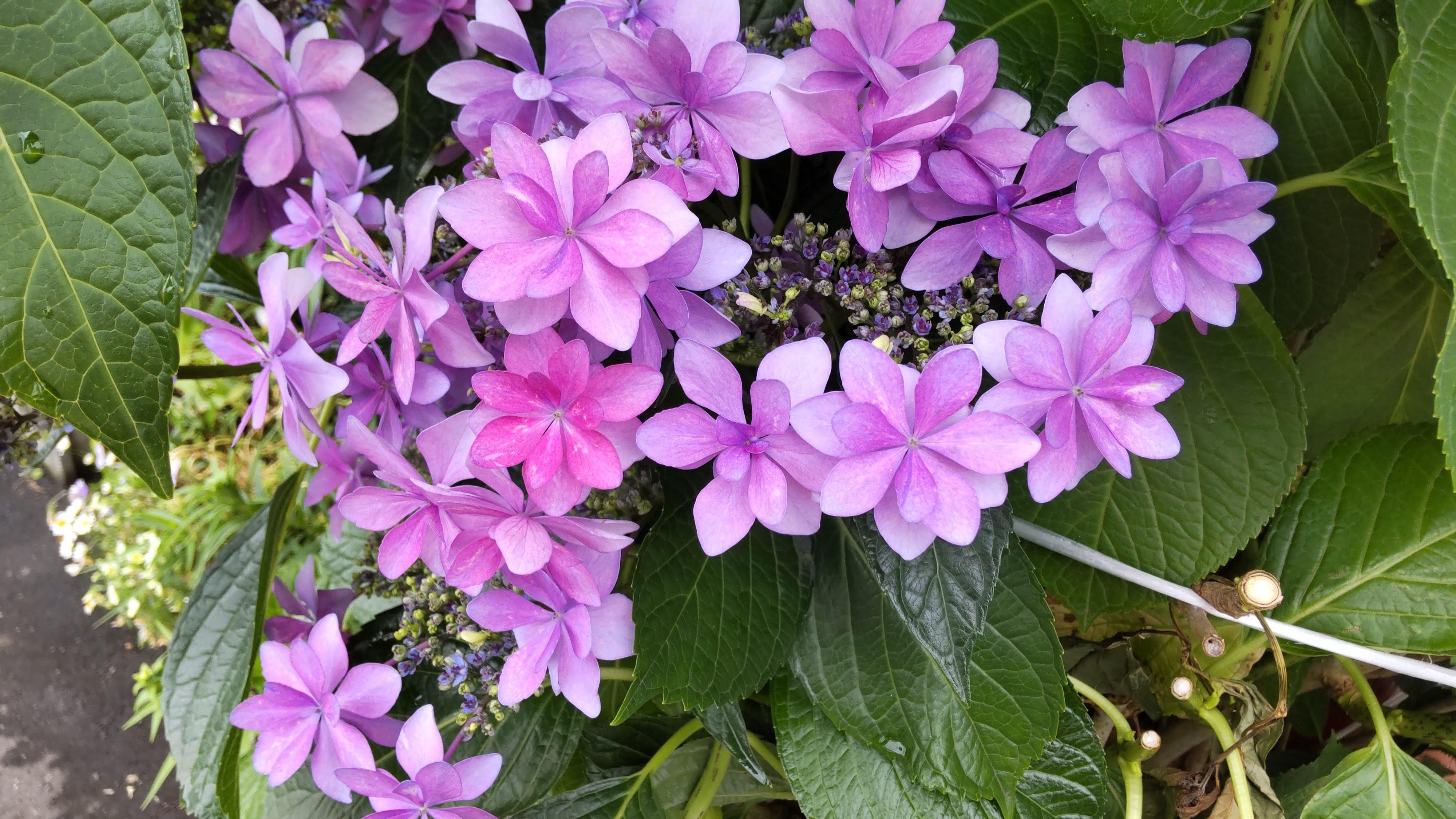 紫陽花の垣根｜haruka